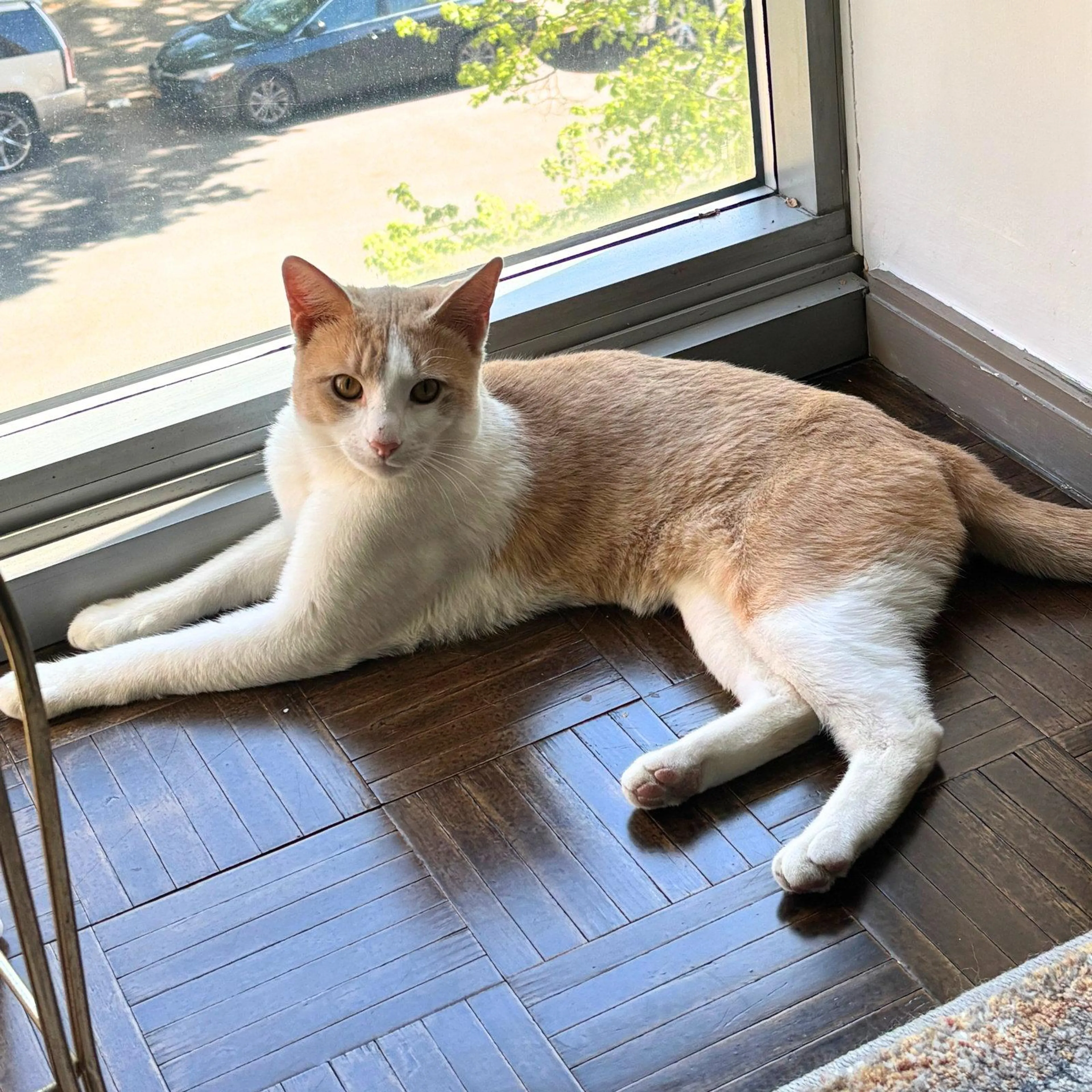 Found pet-1
