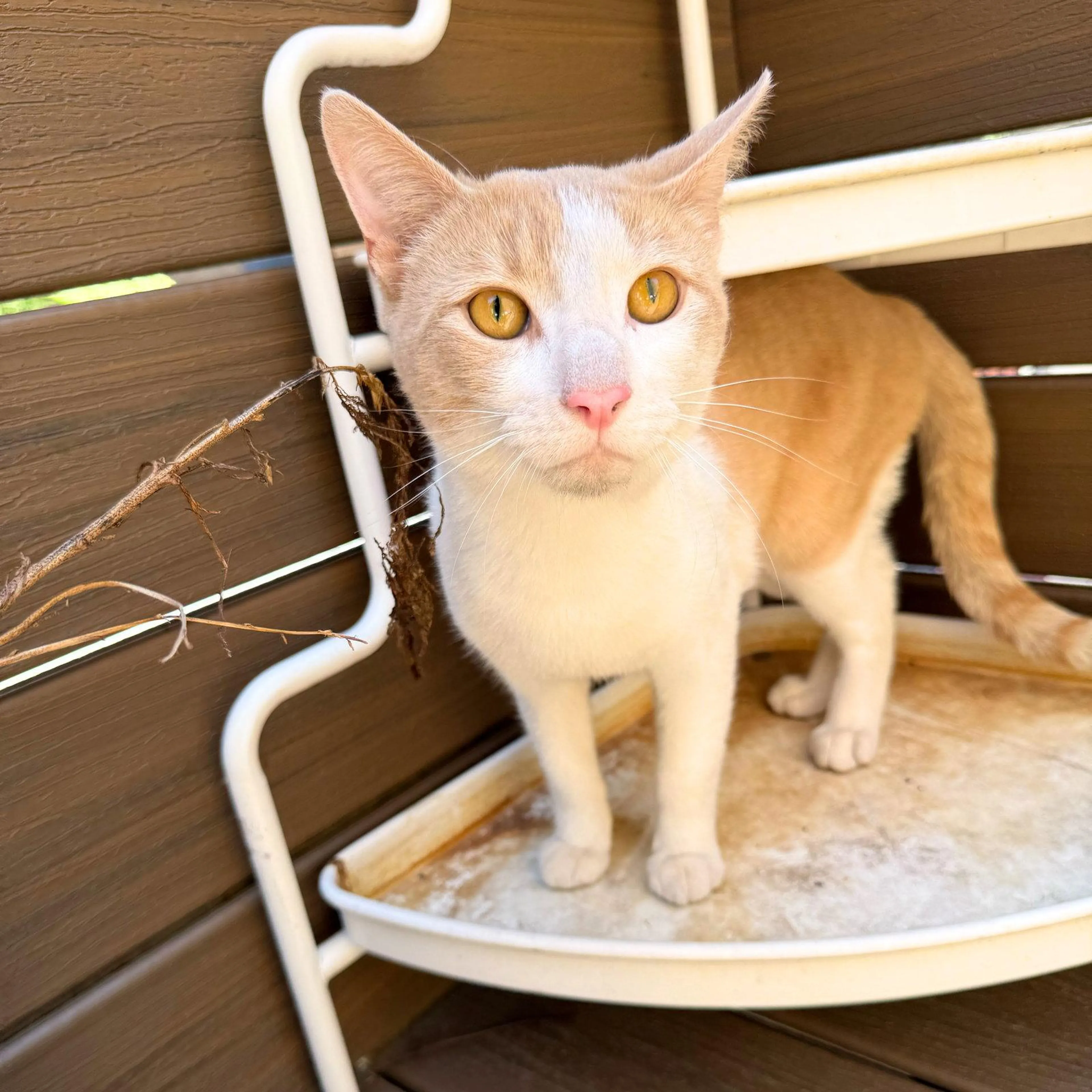 Found pet-0