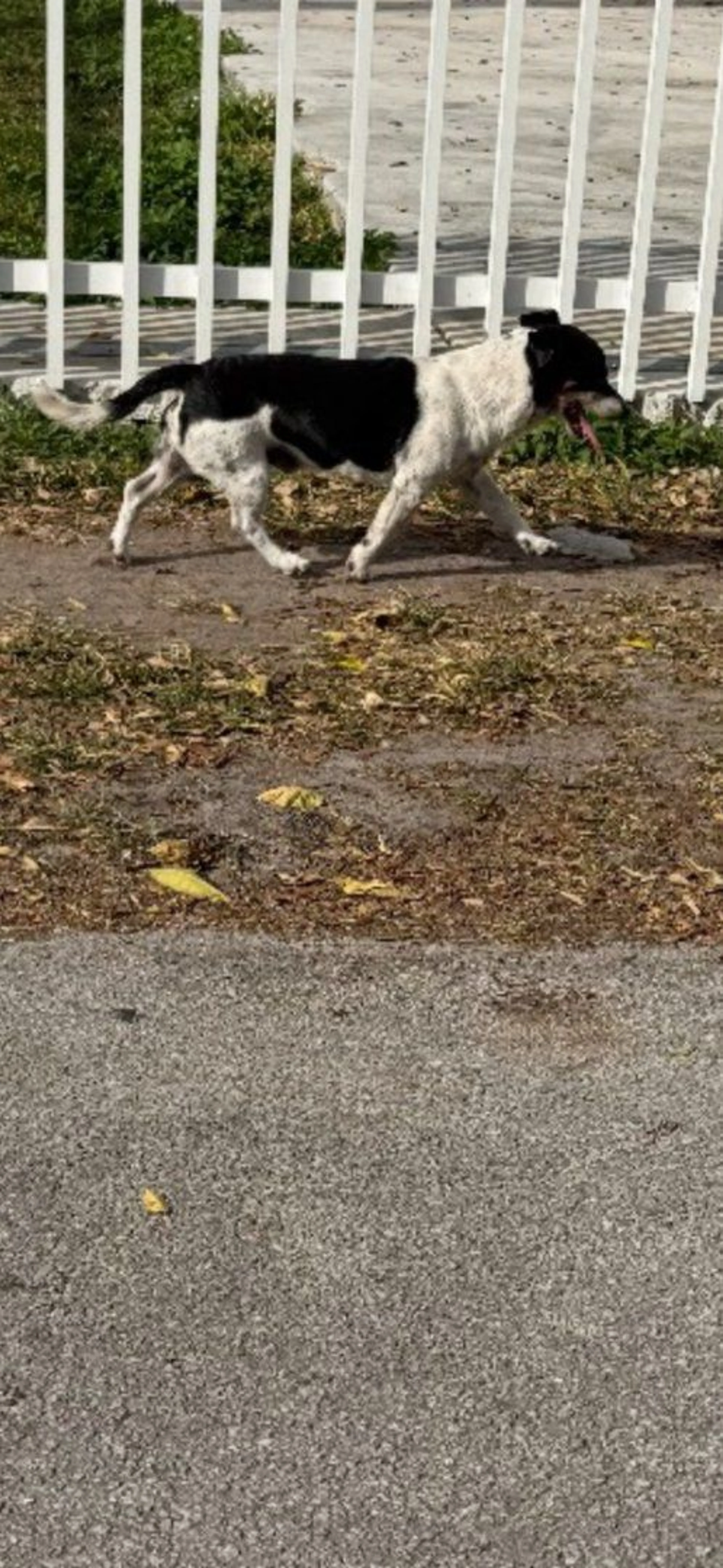 Lost pet-1