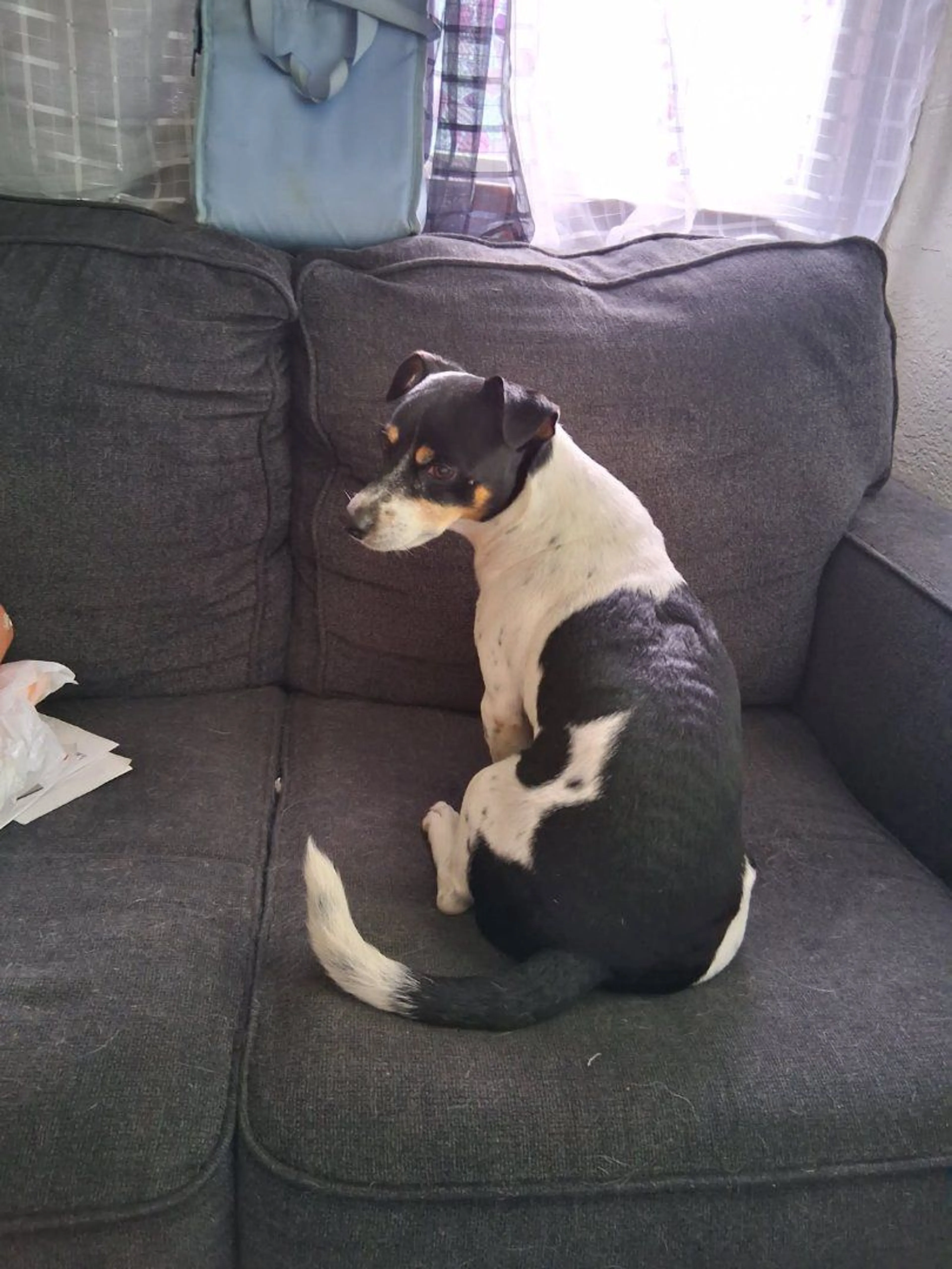Lost pet-3