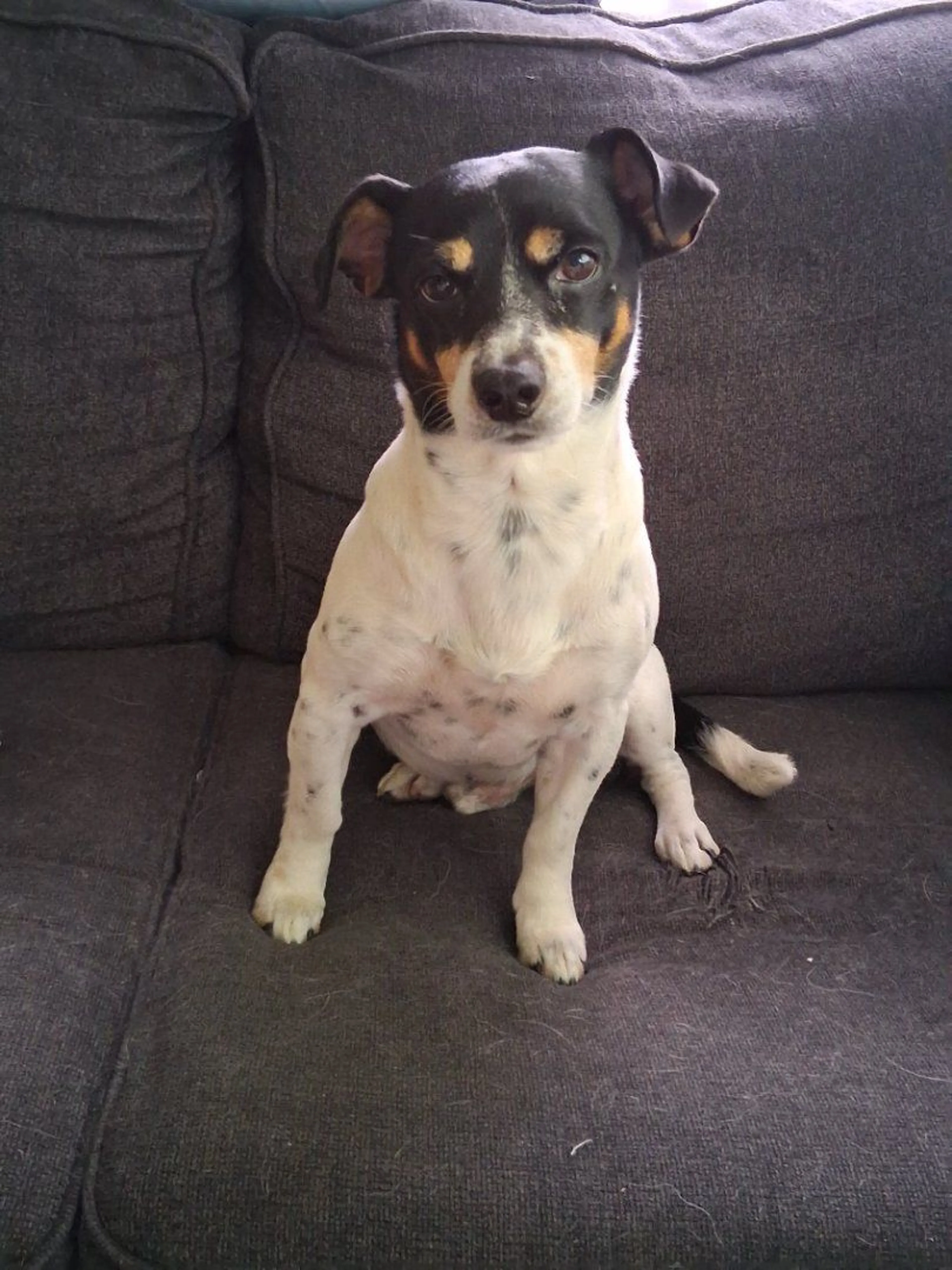 Lost pet-2