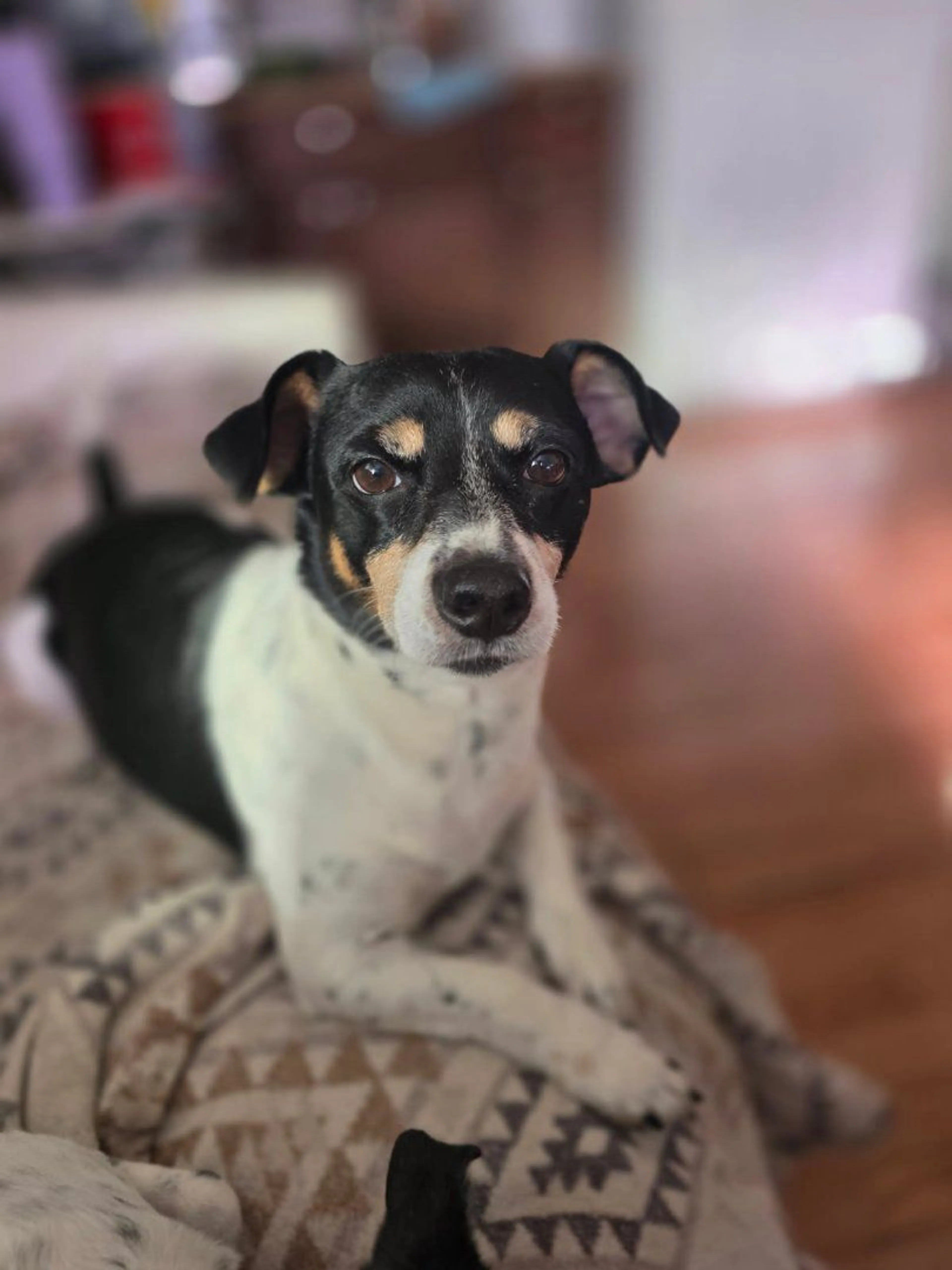 Lost pet-4