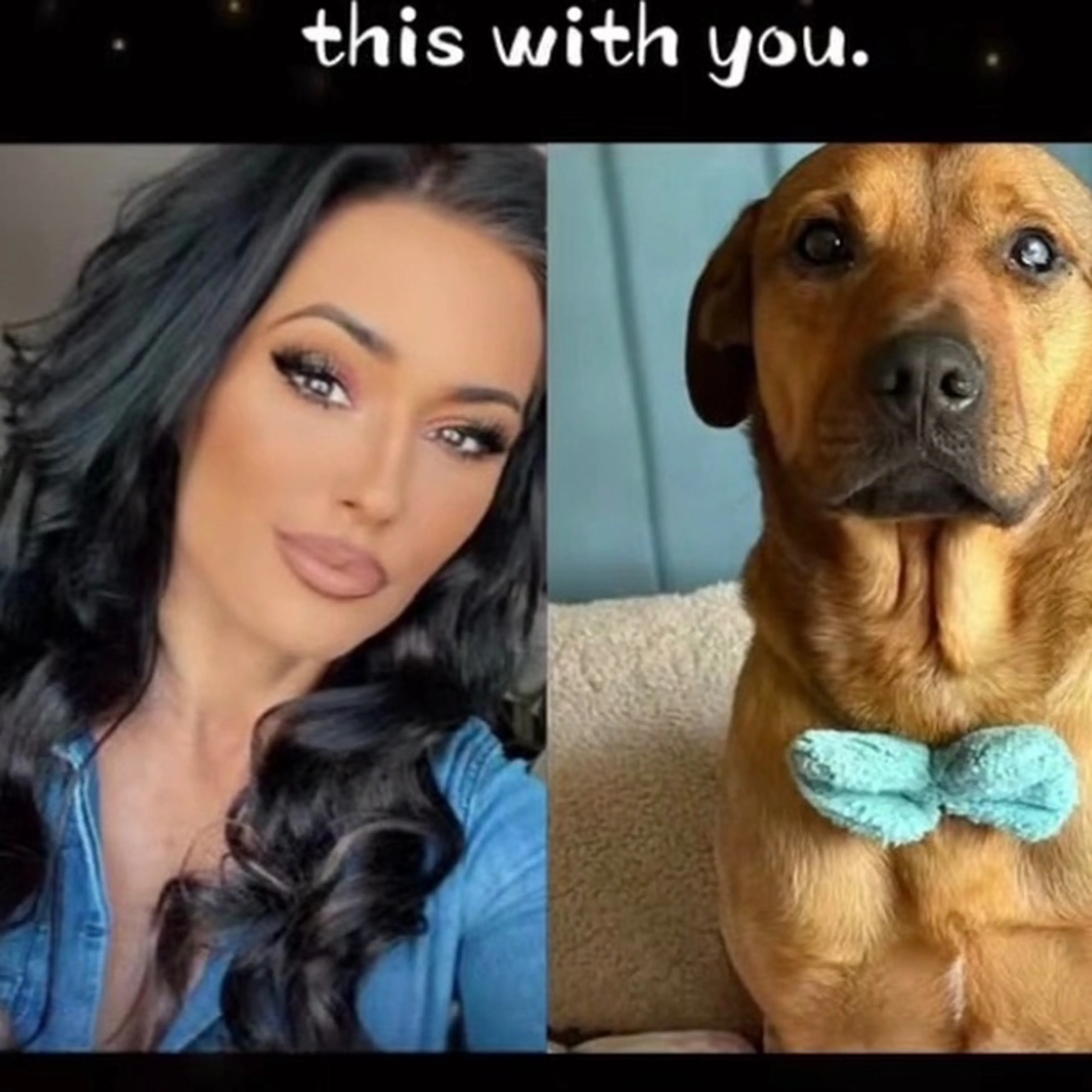 Lost pet