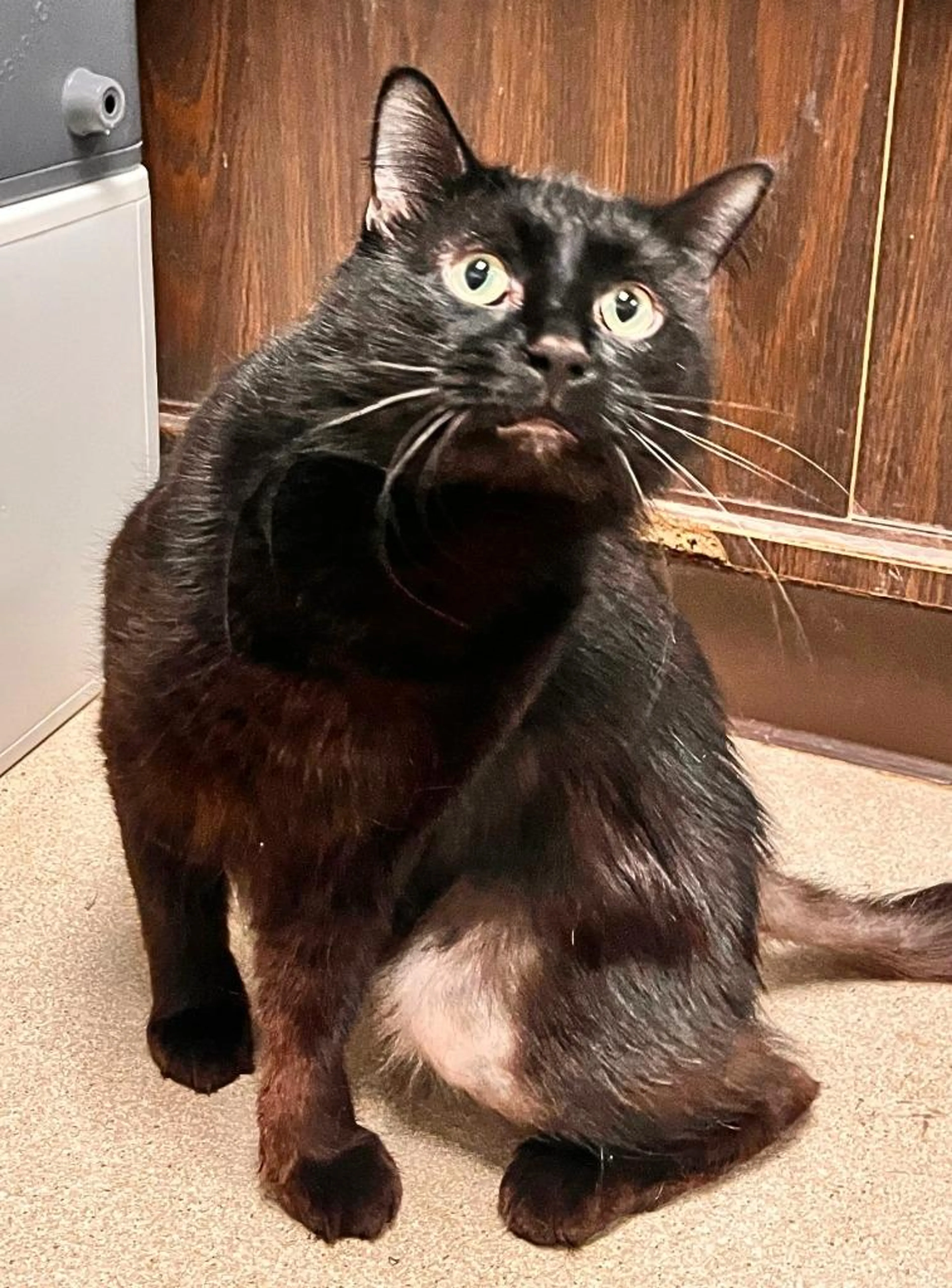 Found pet-2