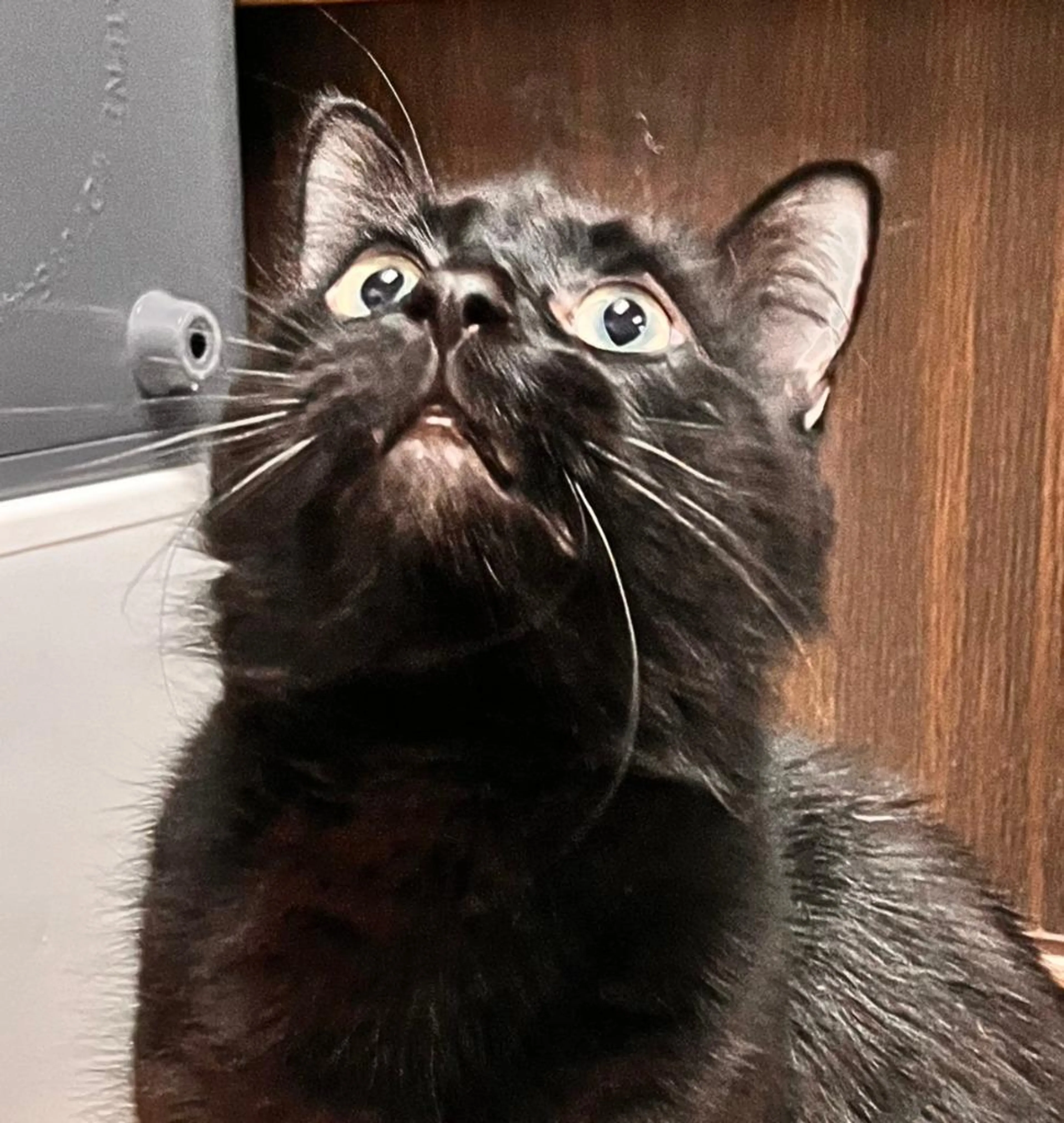 Found pet-1
