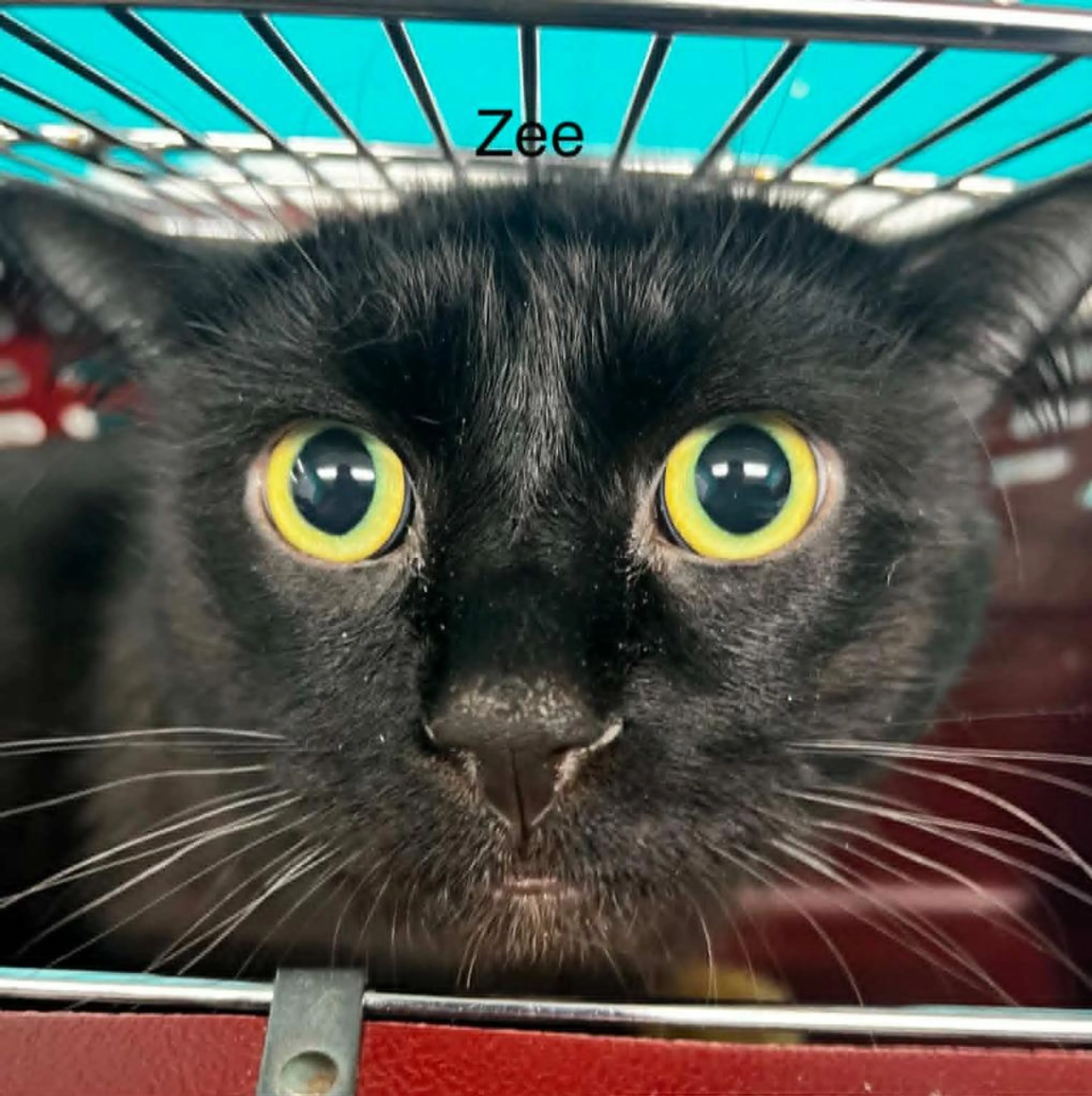 Found pet-0