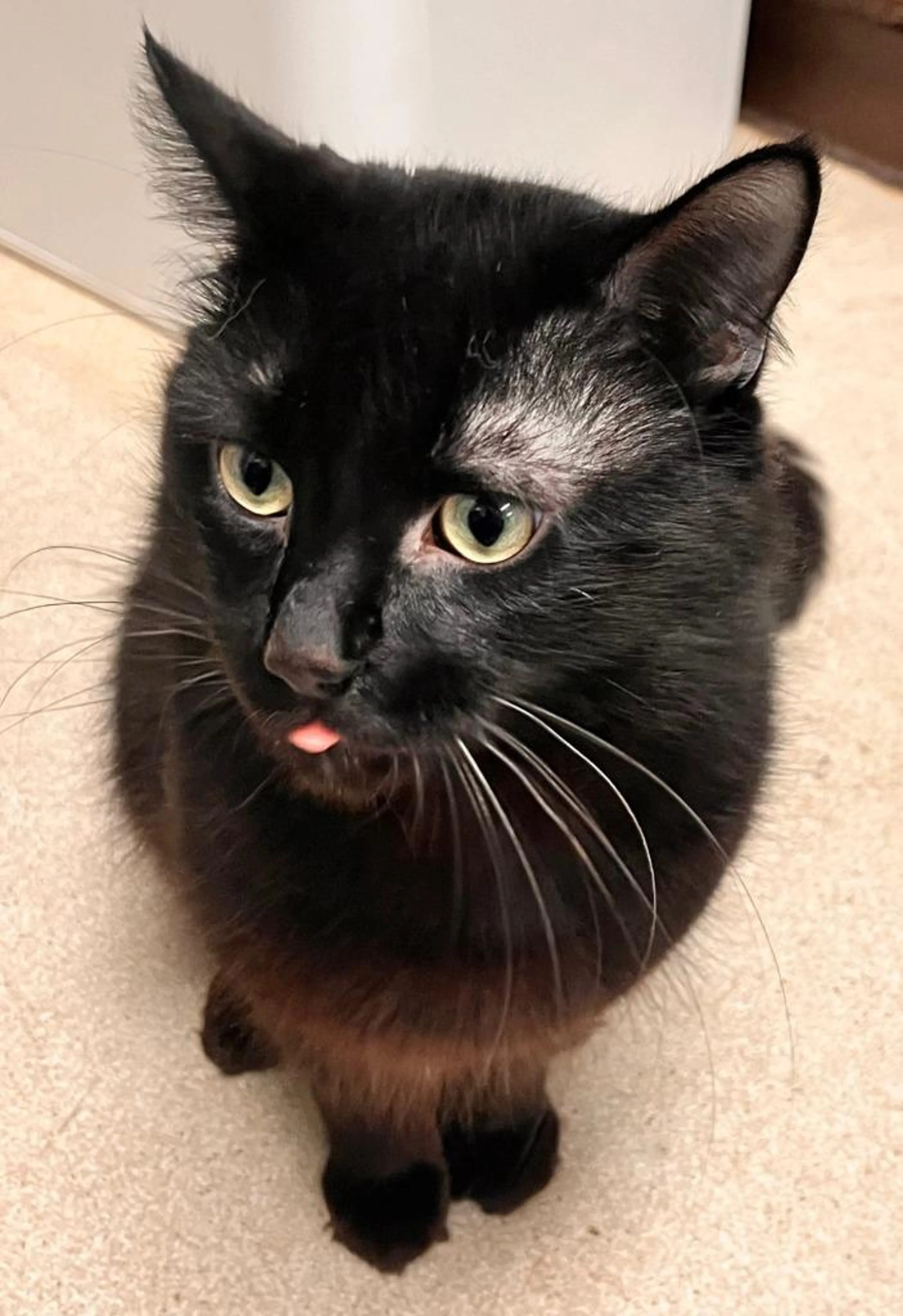 Found pet-3