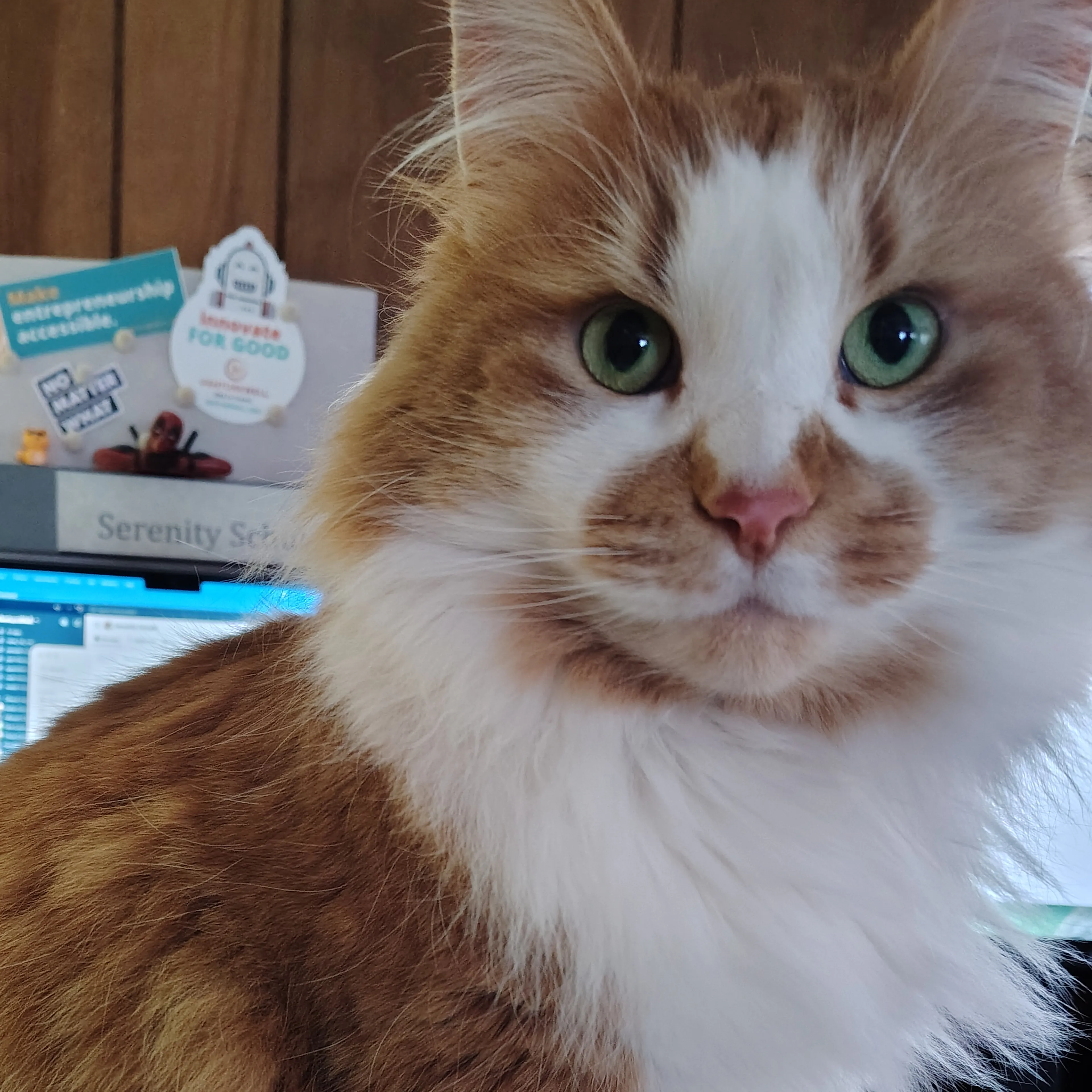 Lost pet-1