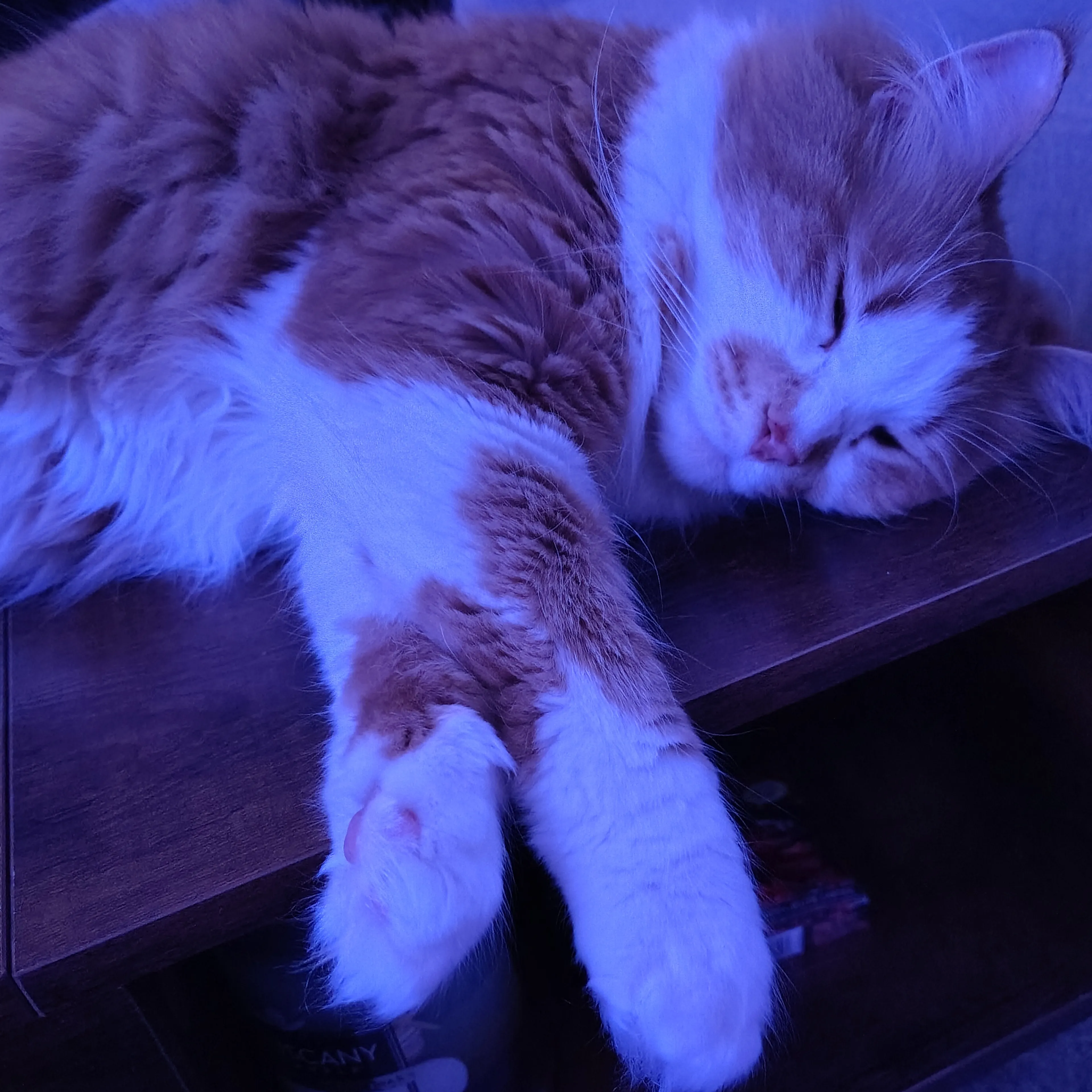 Lost pet-3