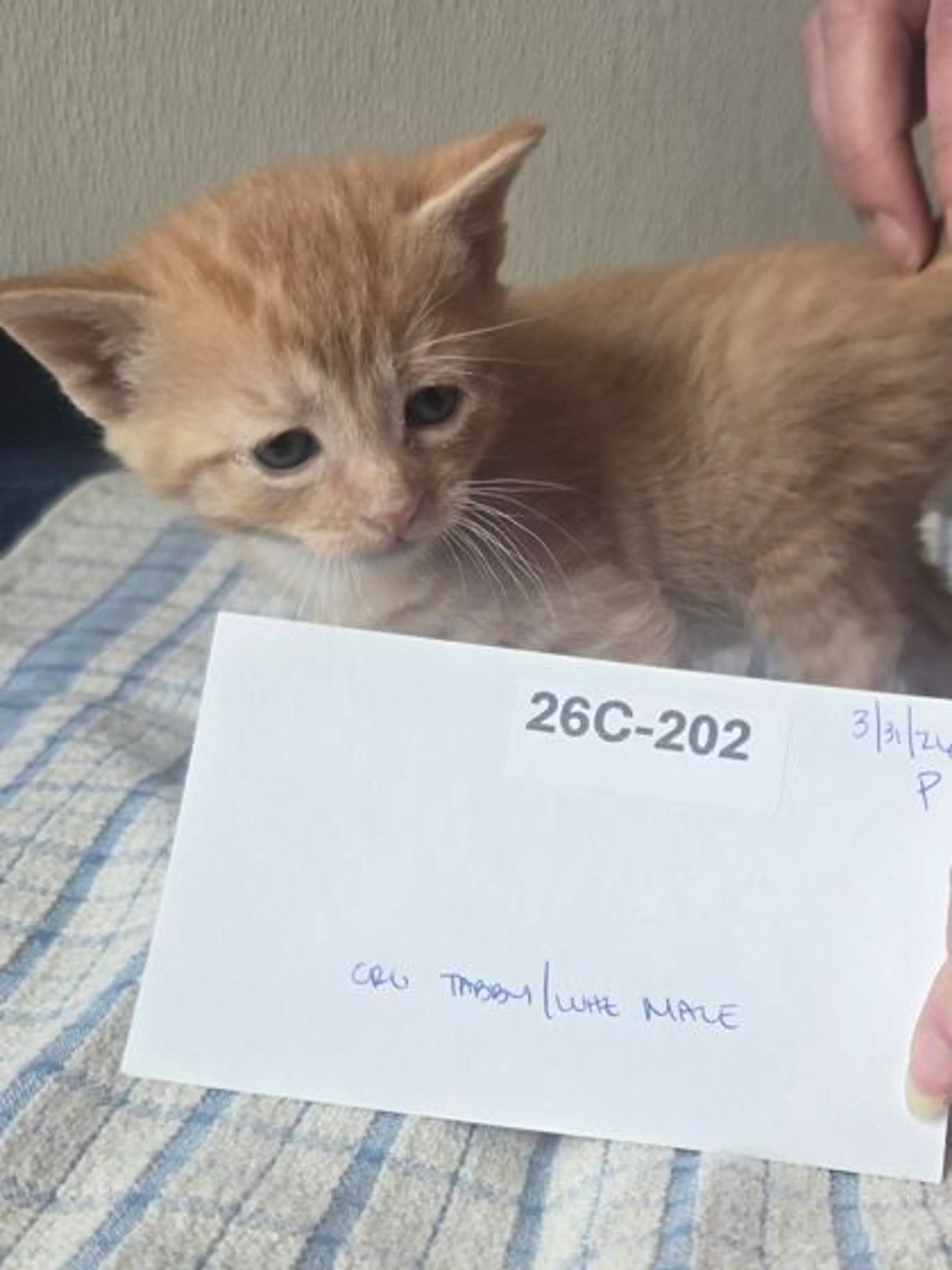 Found pet-2