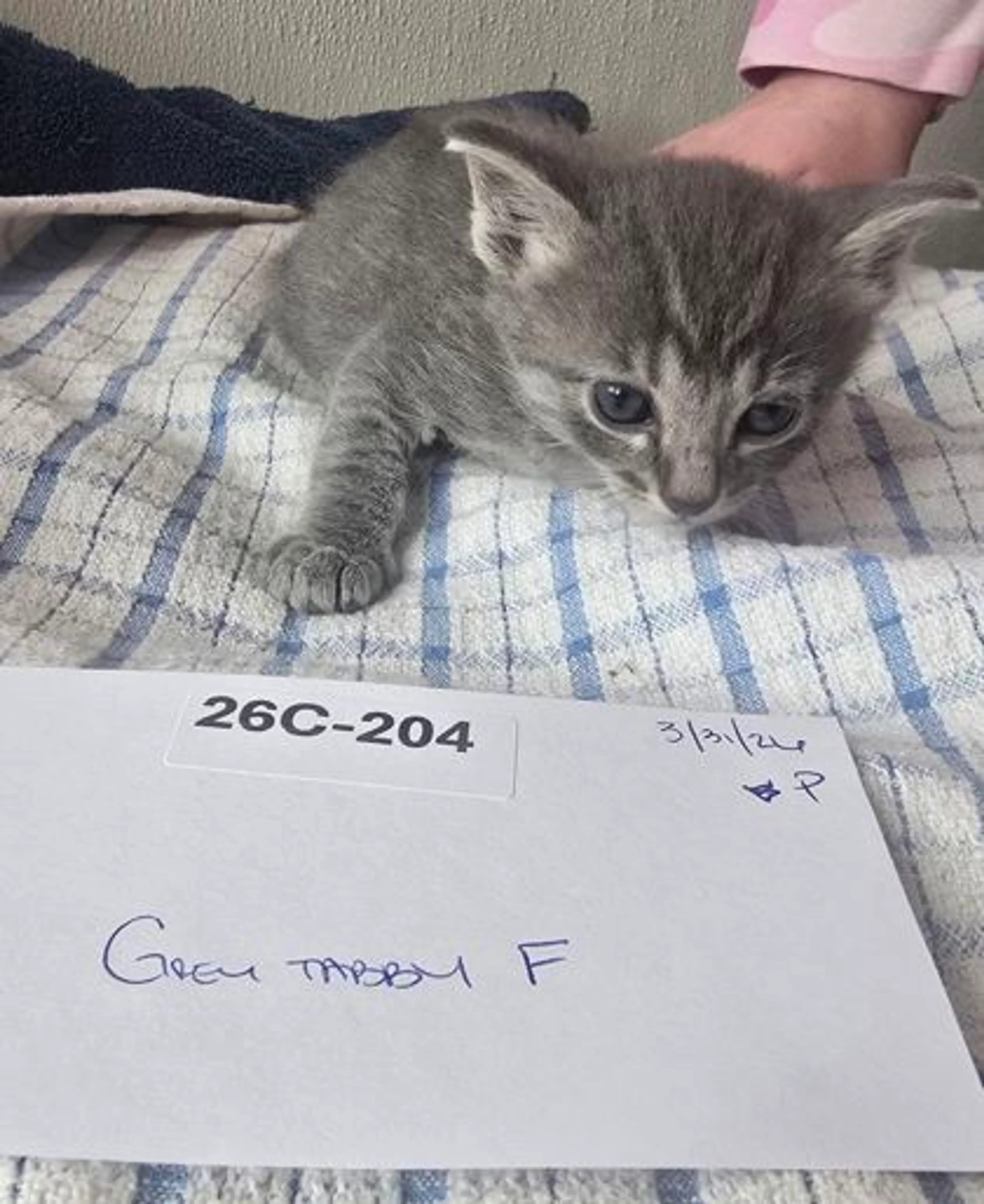 Found pet-2