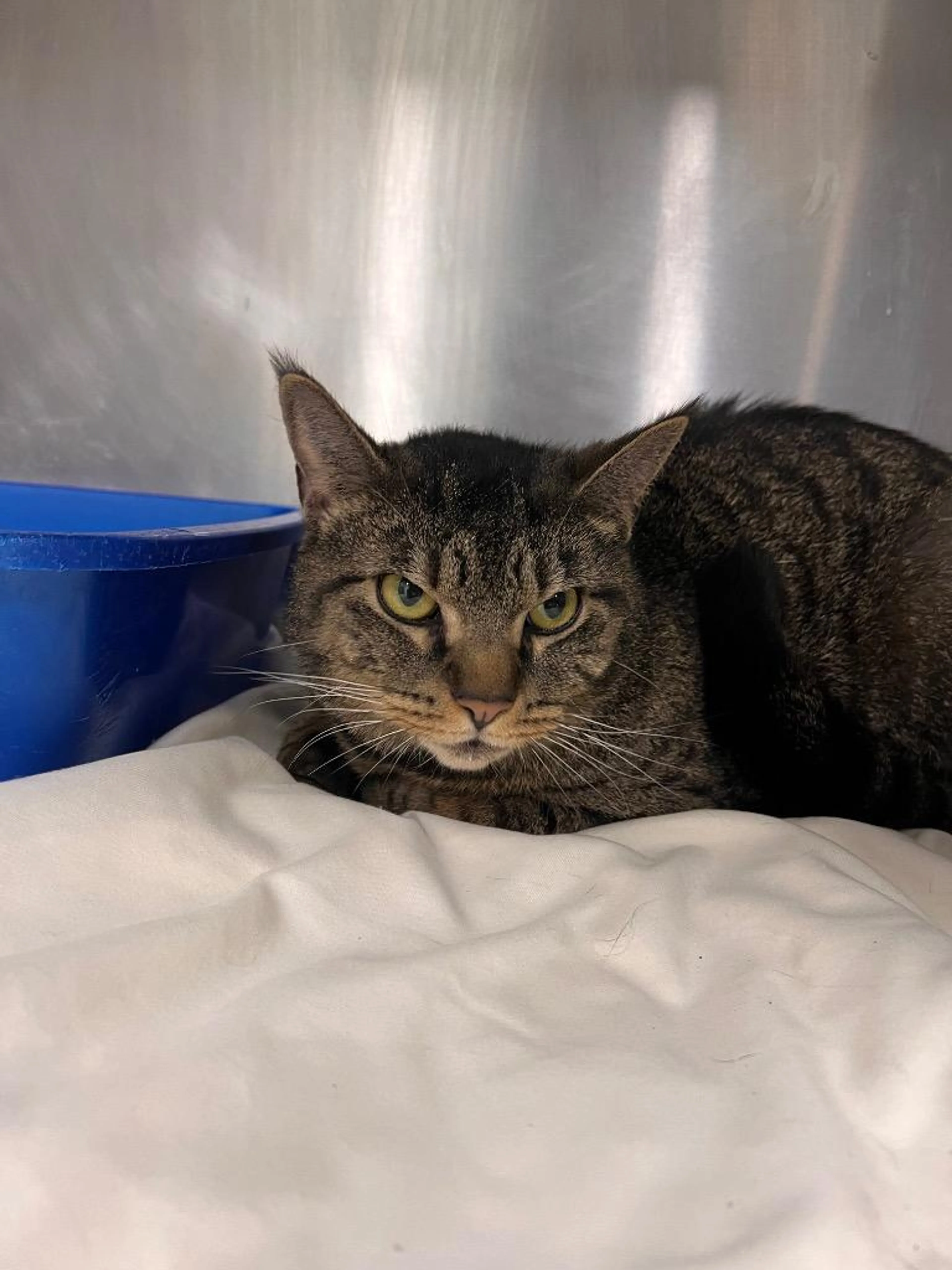 Found pet