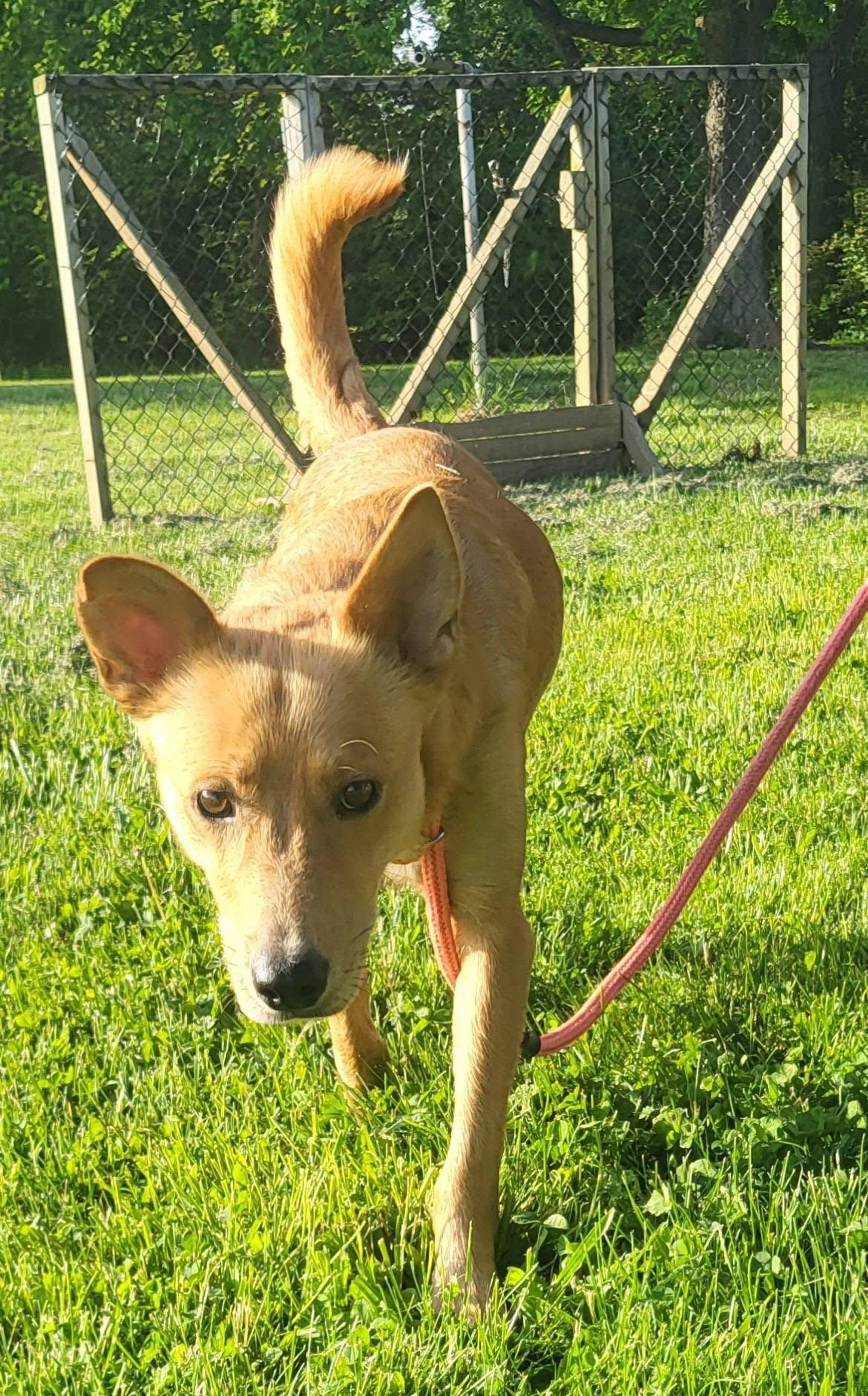 Found pet-2