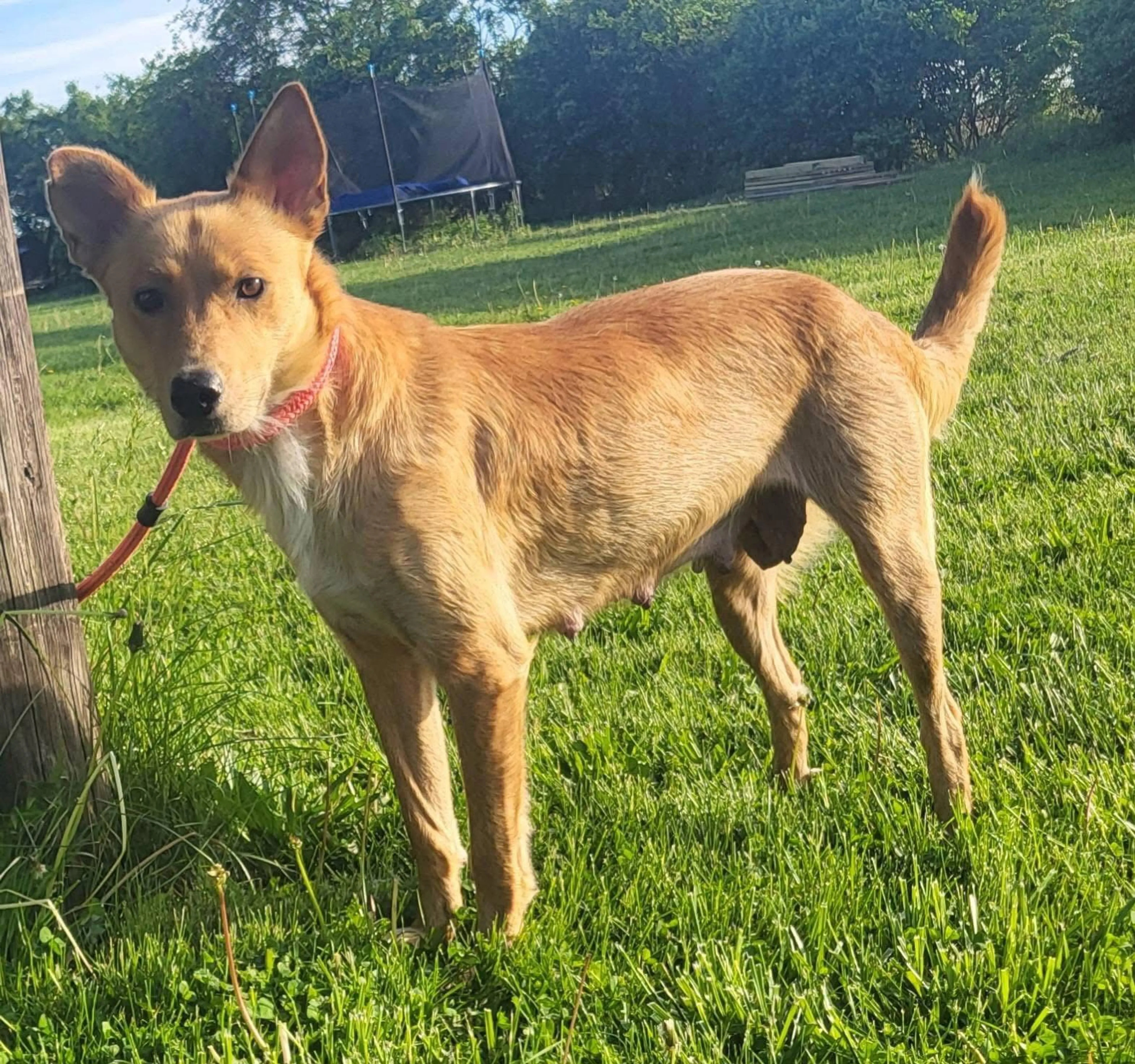 Found pet-1