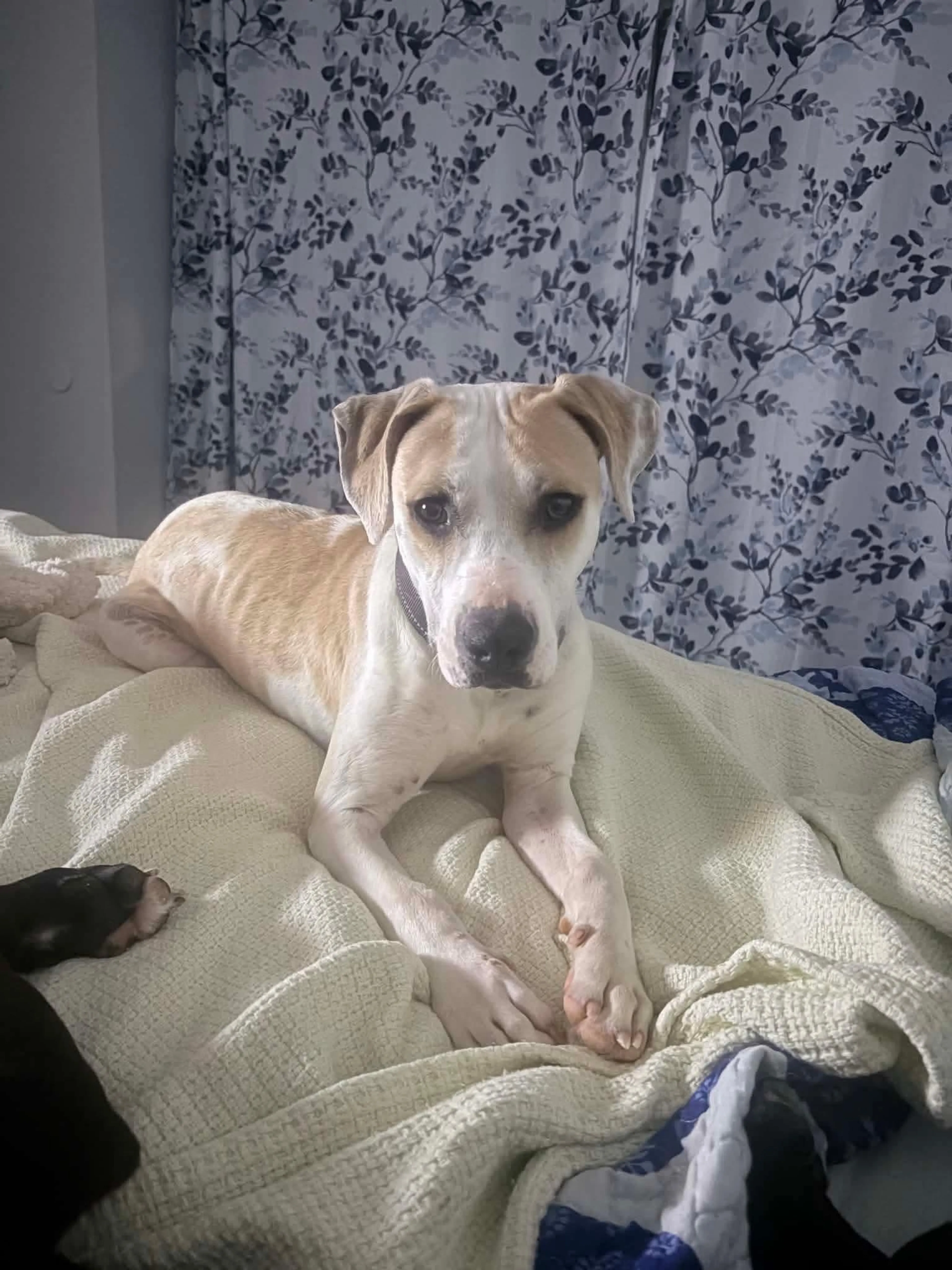Found pet-1