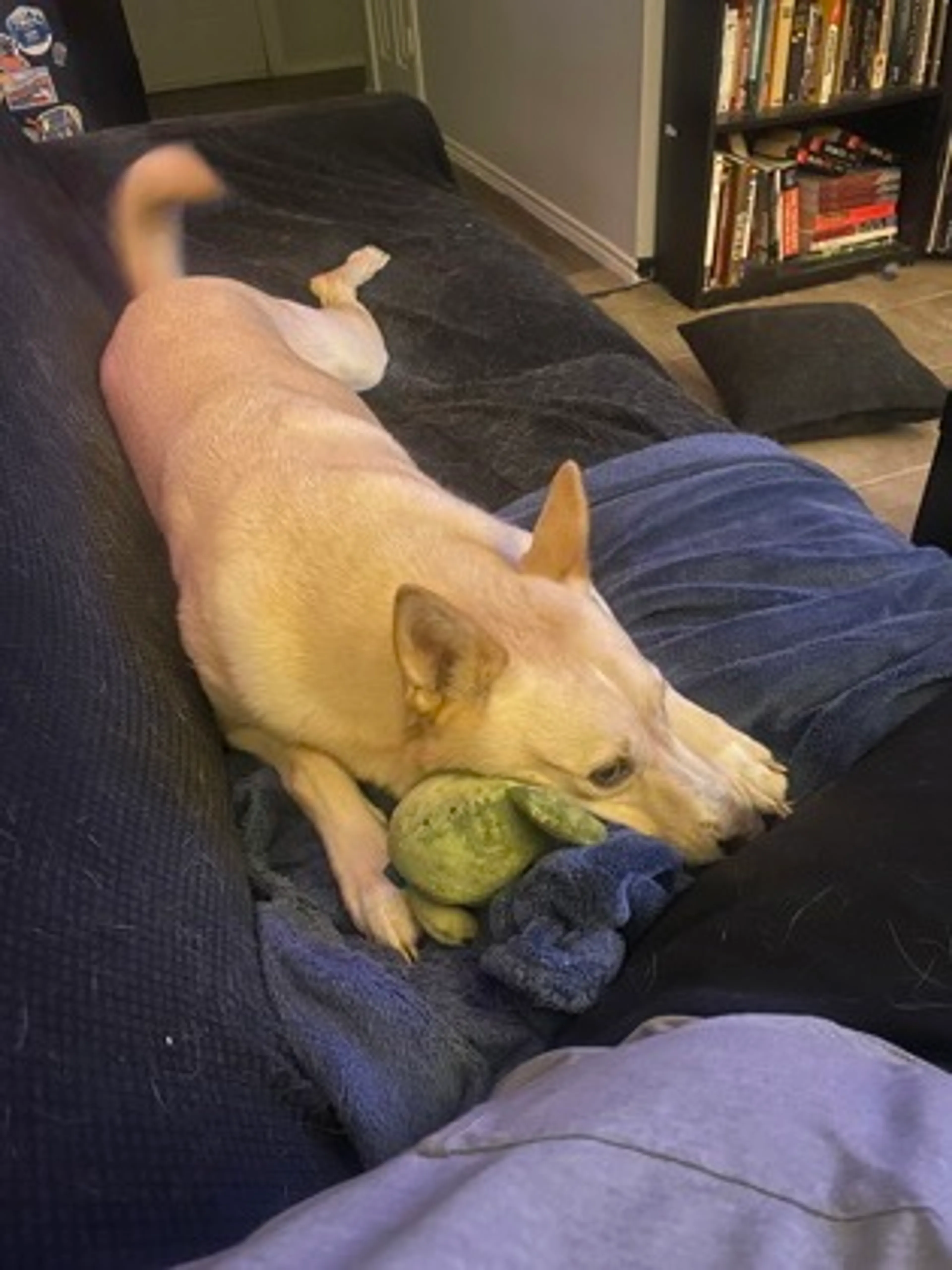 Found pet-2