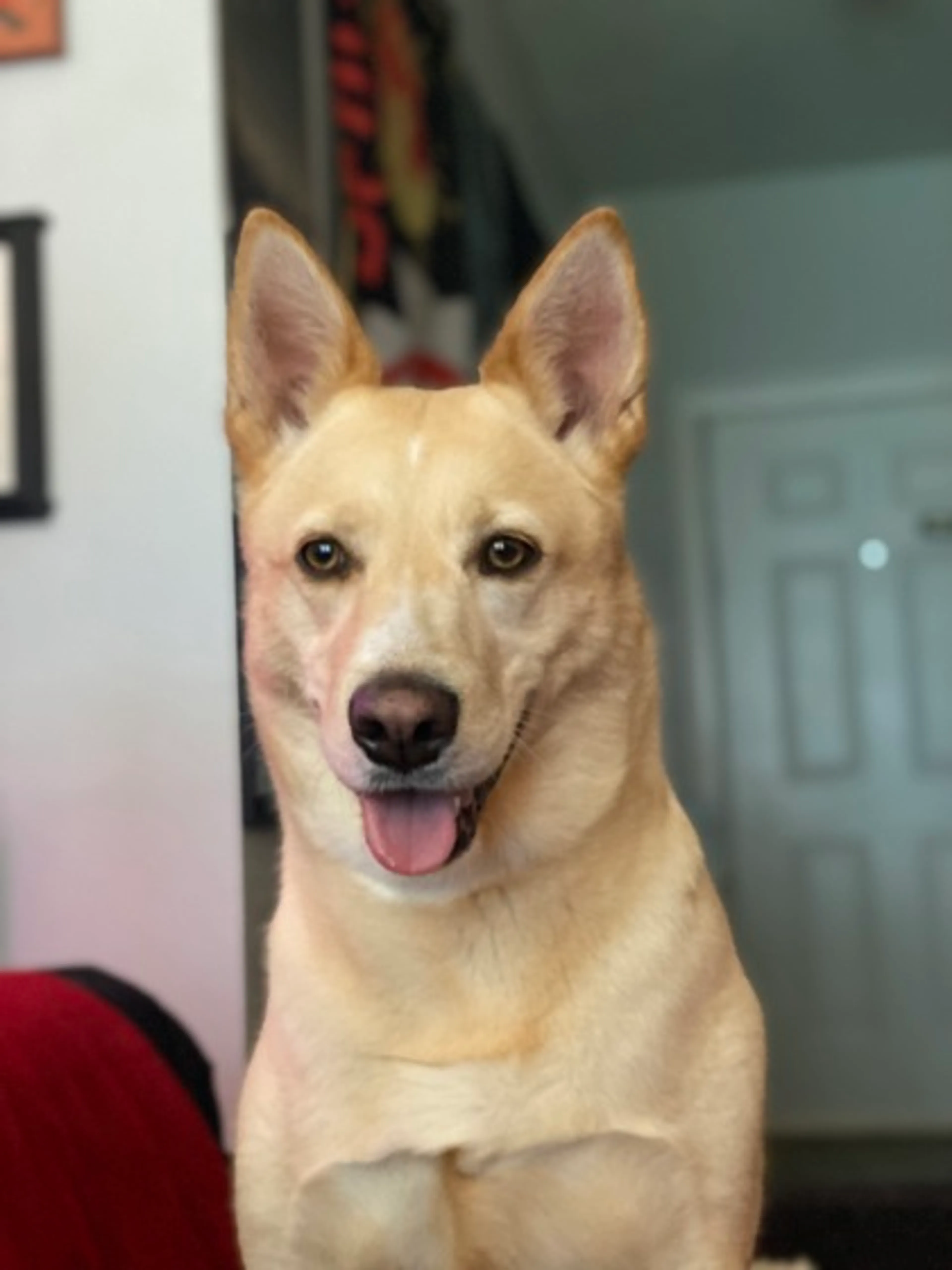 Found pet-0