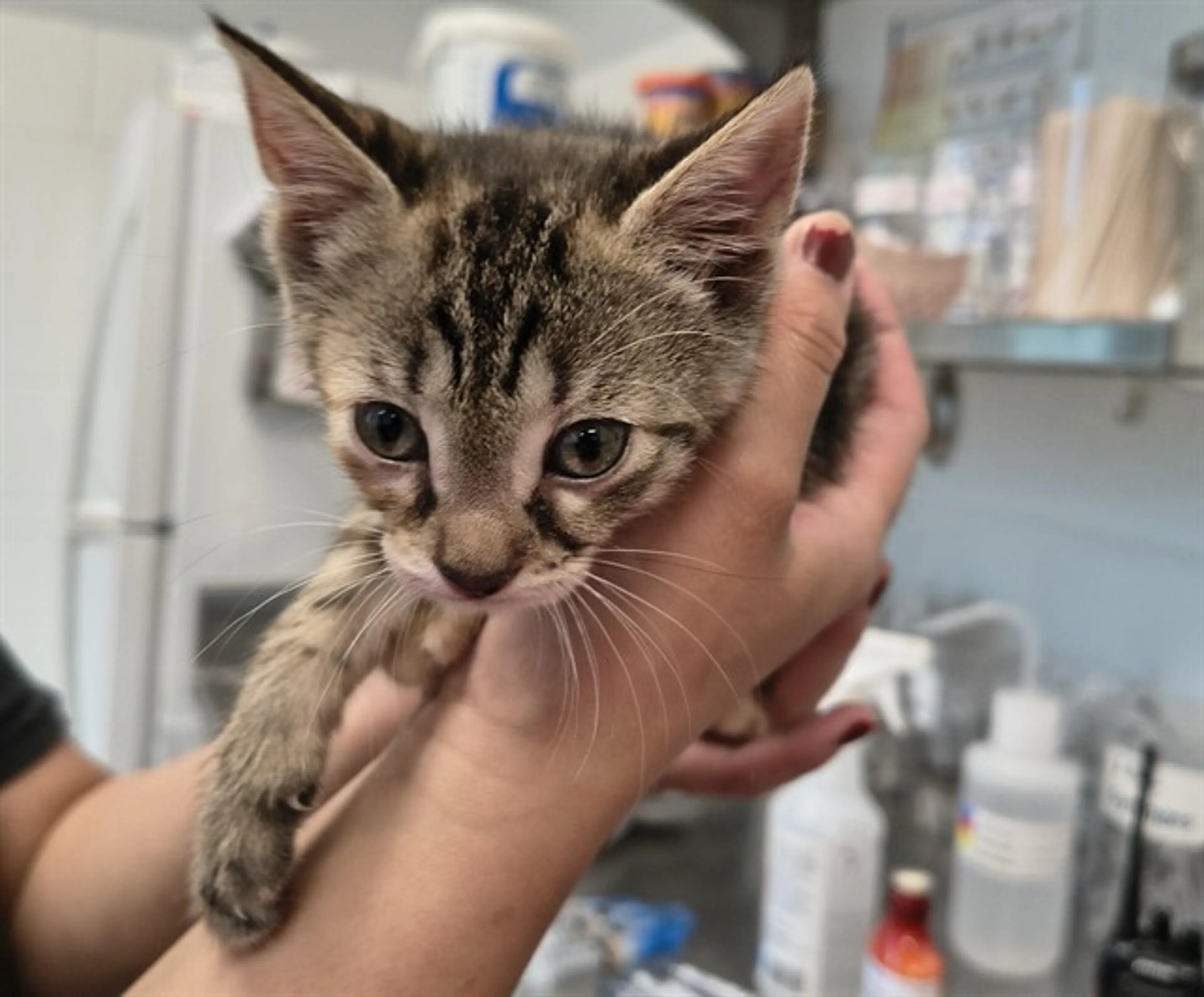 Found pet
