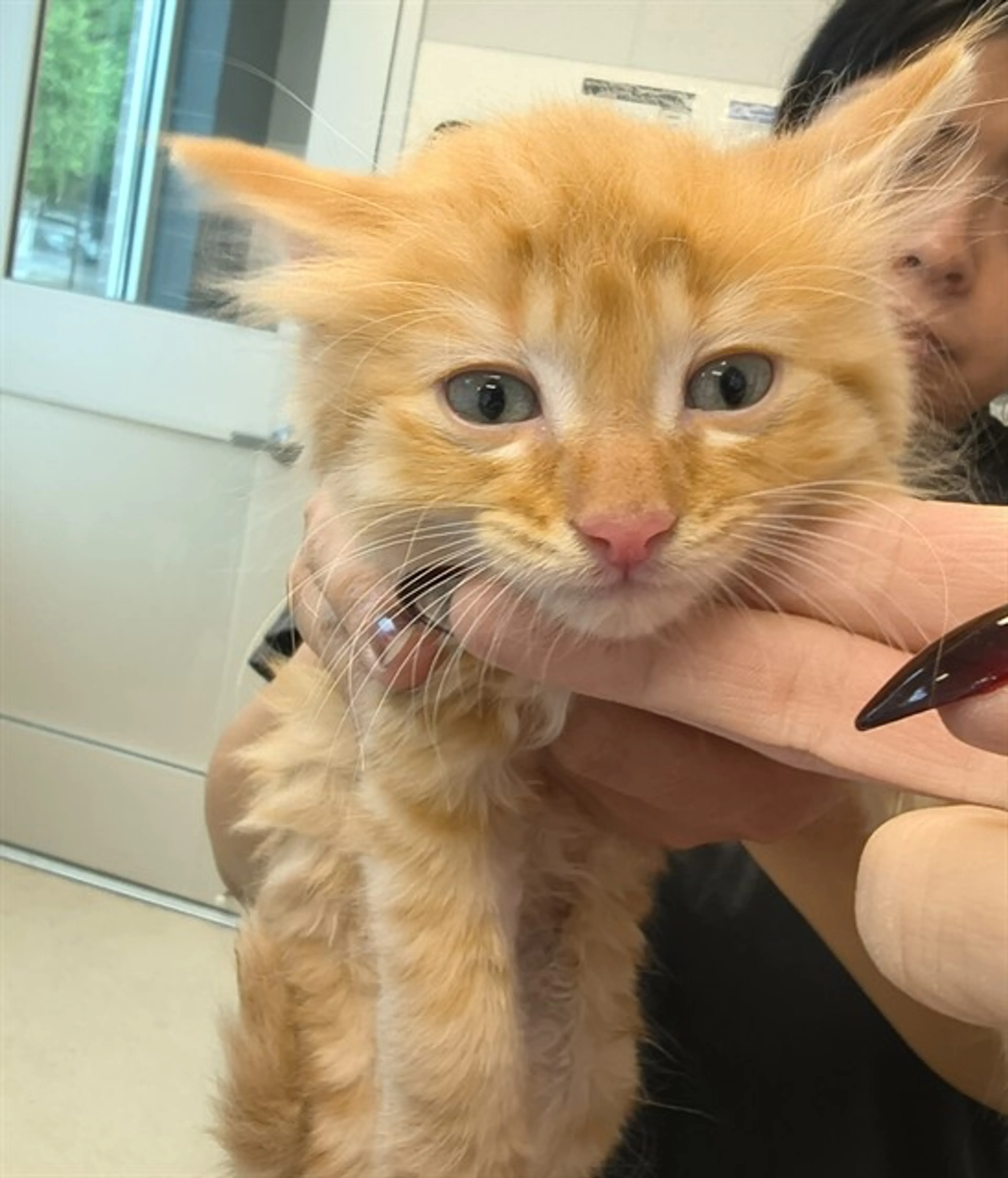 Found pet
