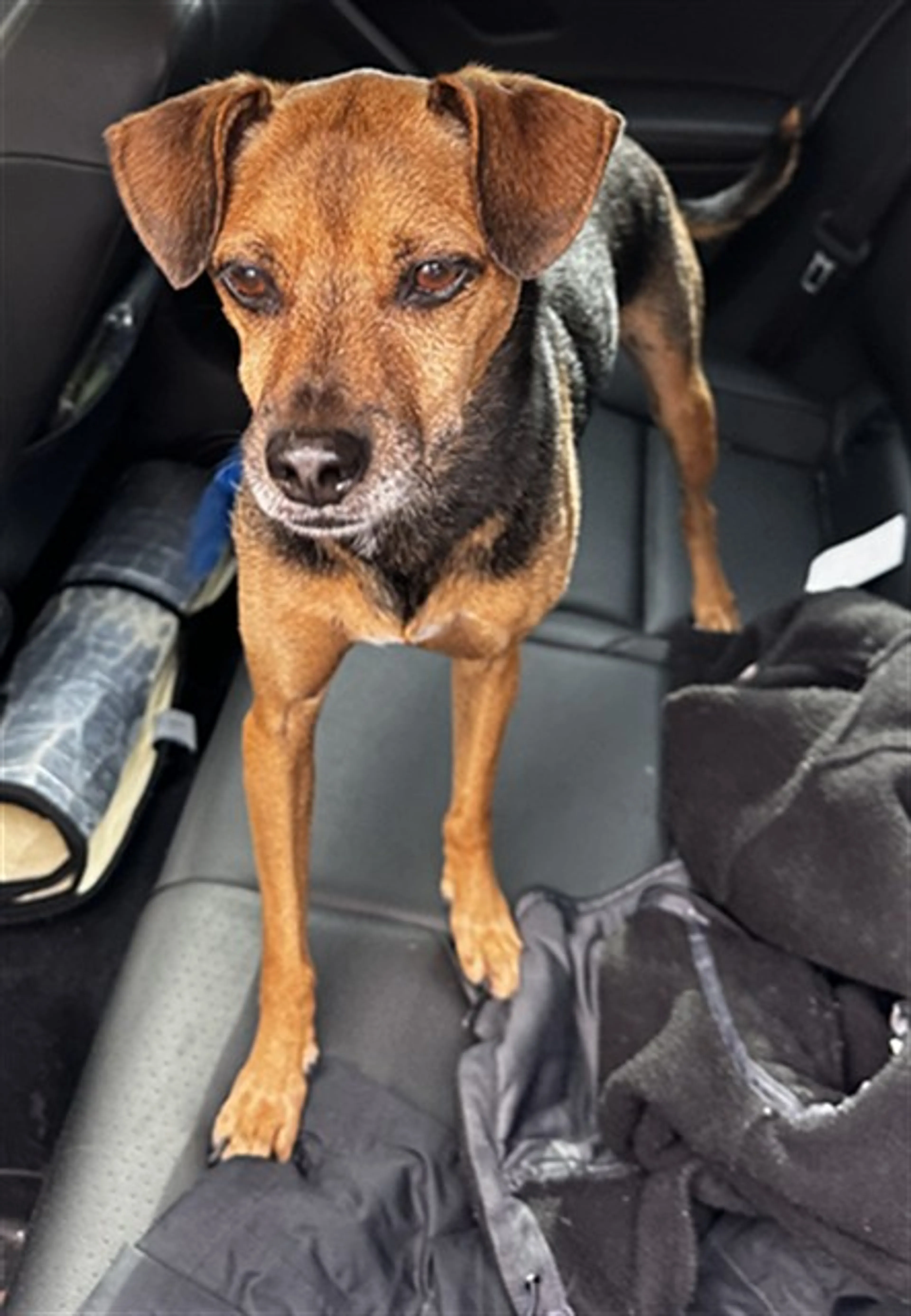 Found pet