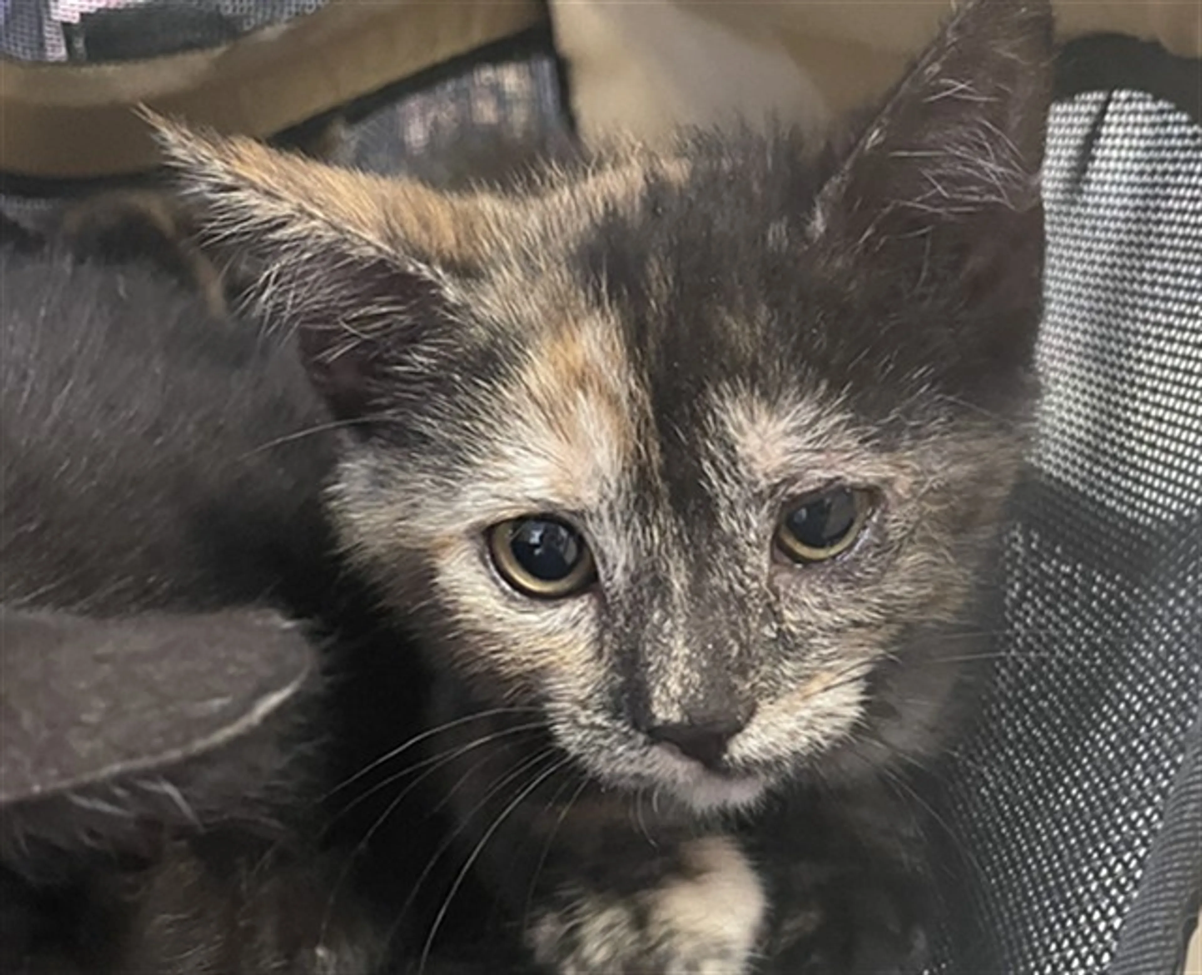 Found pet