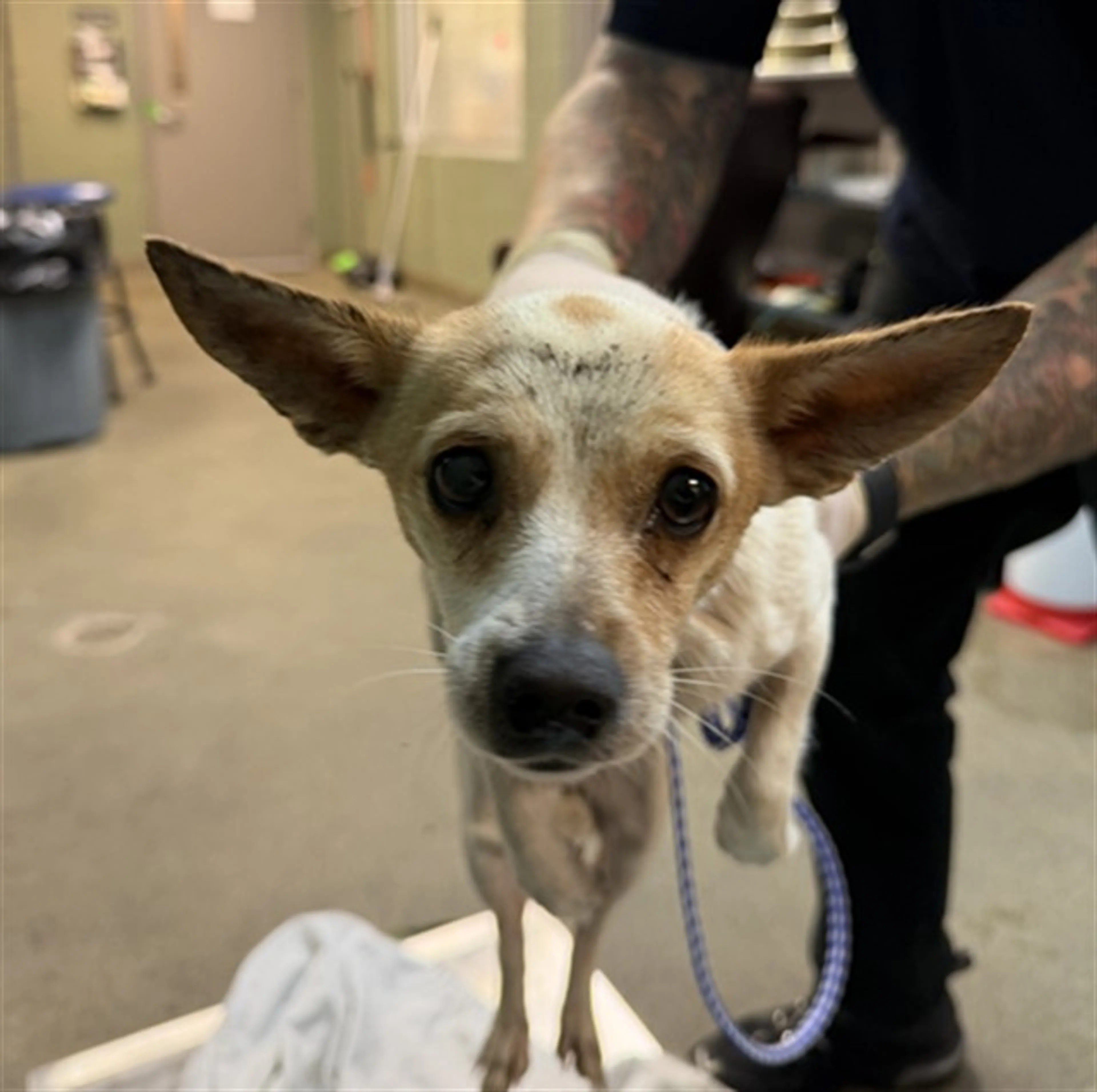 Found pet