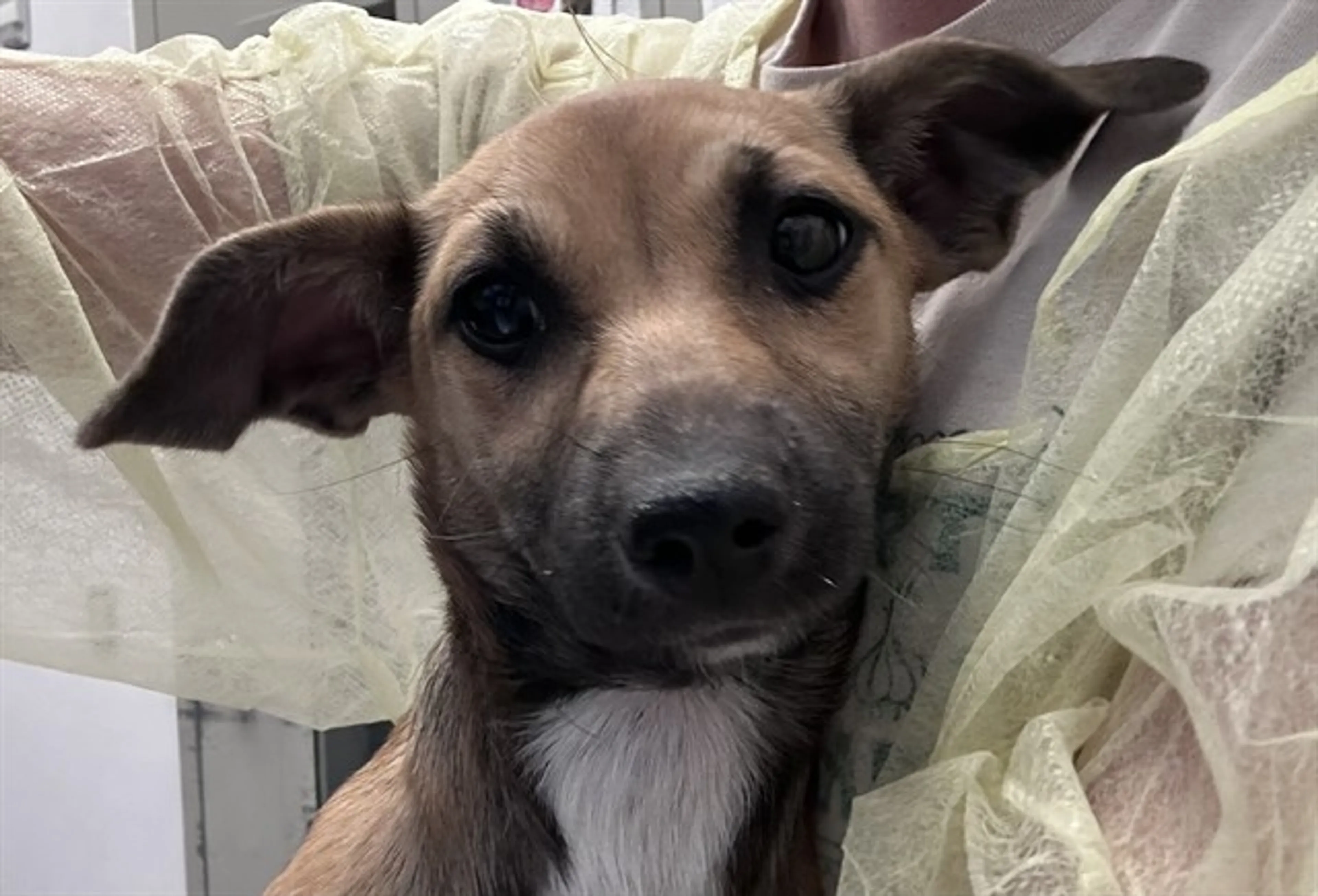 Found pet