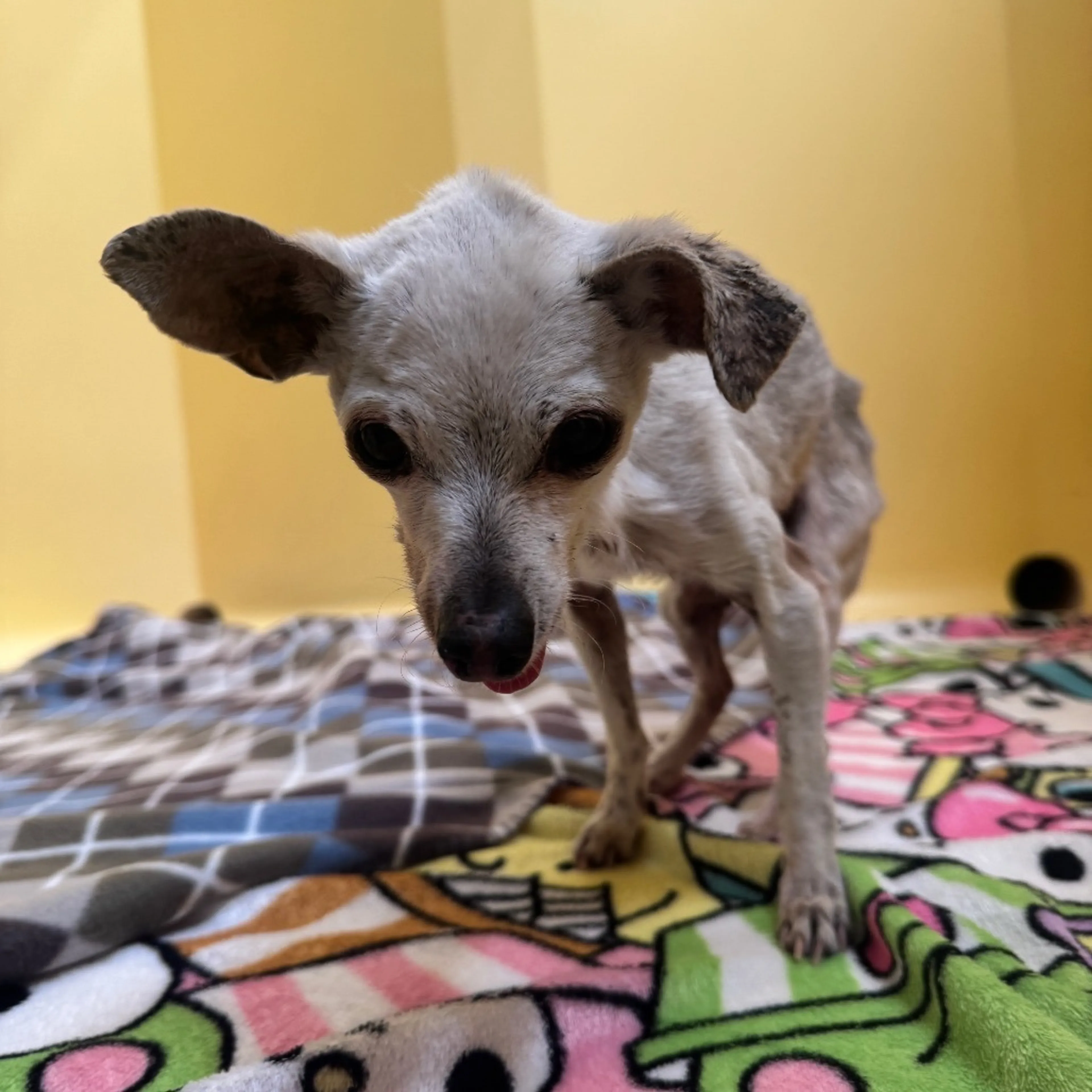 Found pet-1