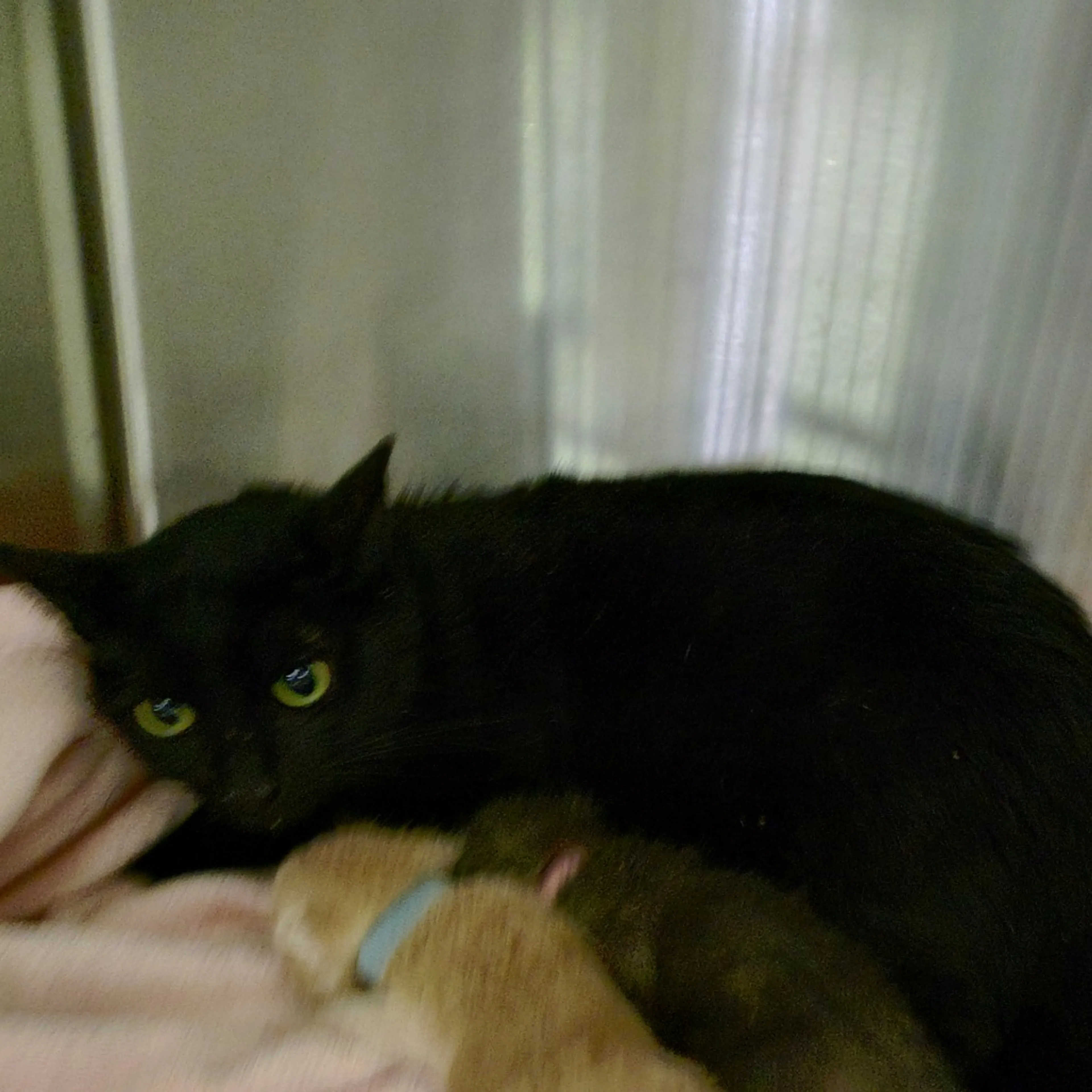 Found pet