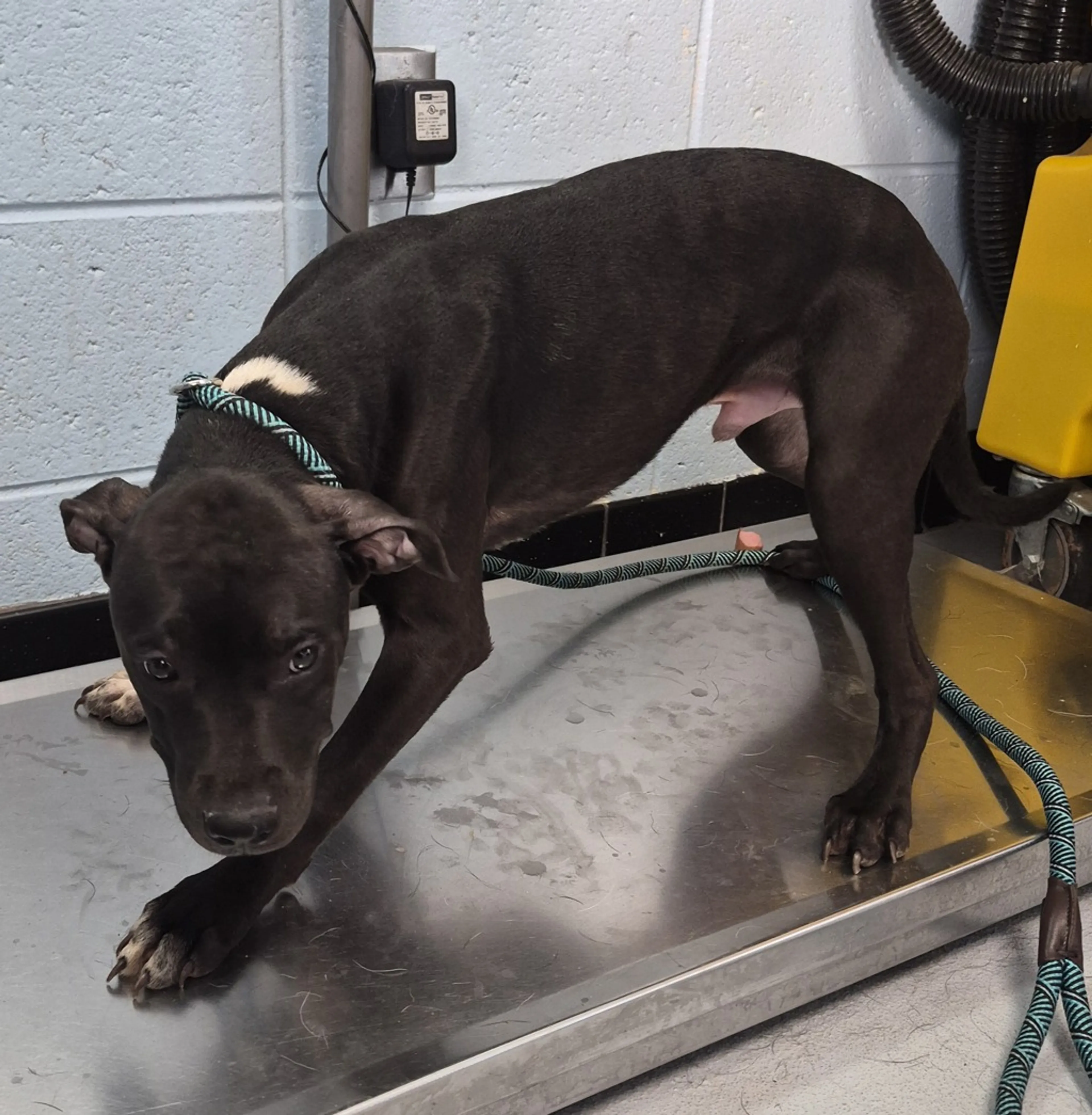 Found pet