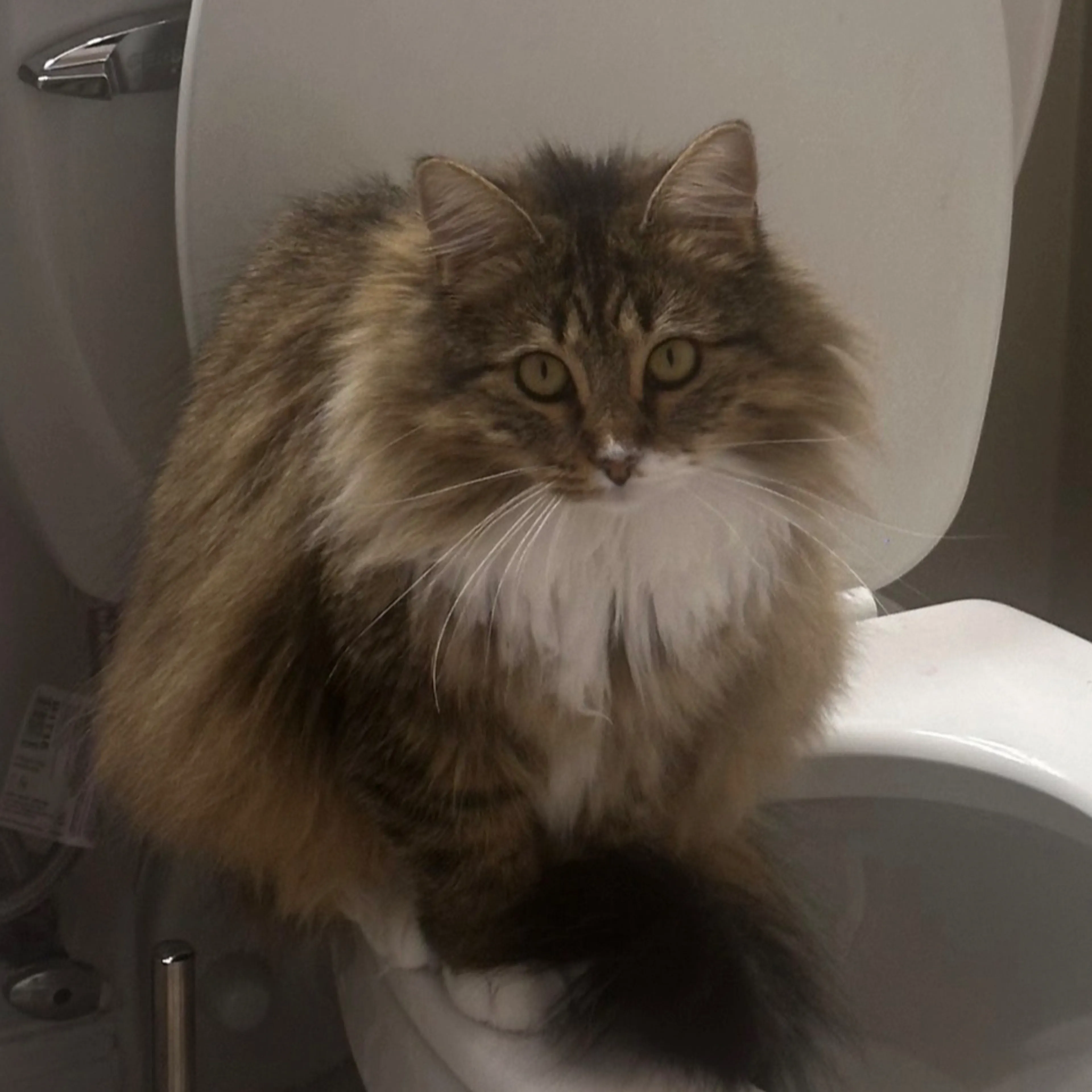 Lost pet-1