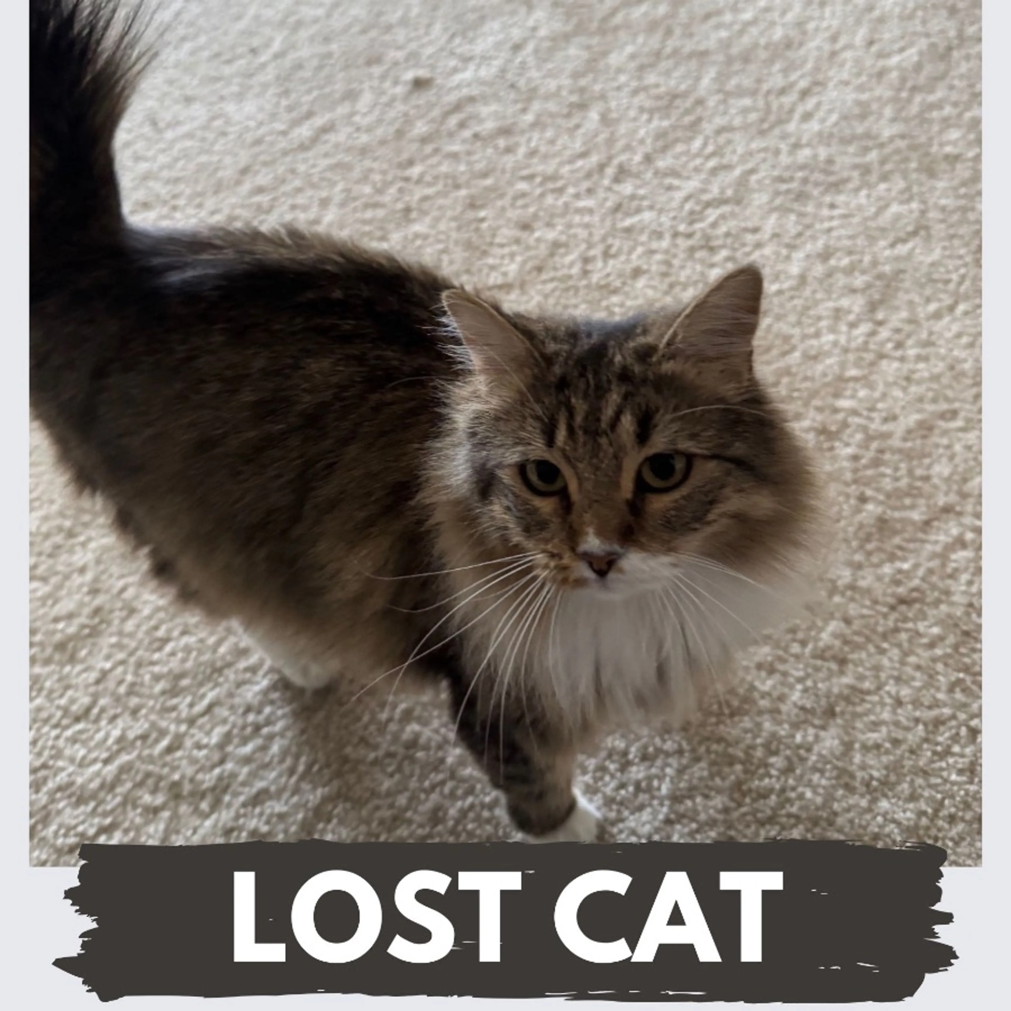 Lost pet-0