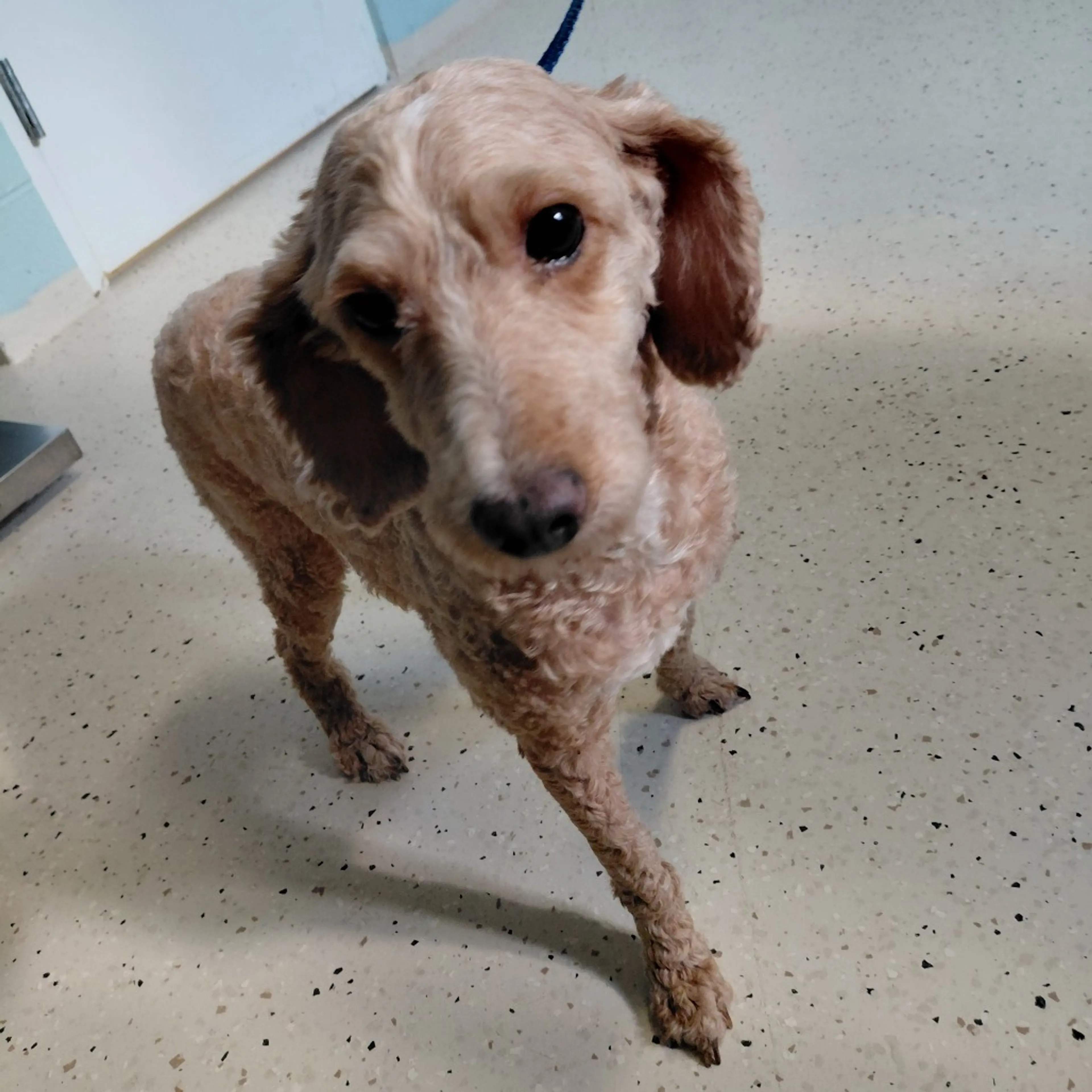 Found pet-1