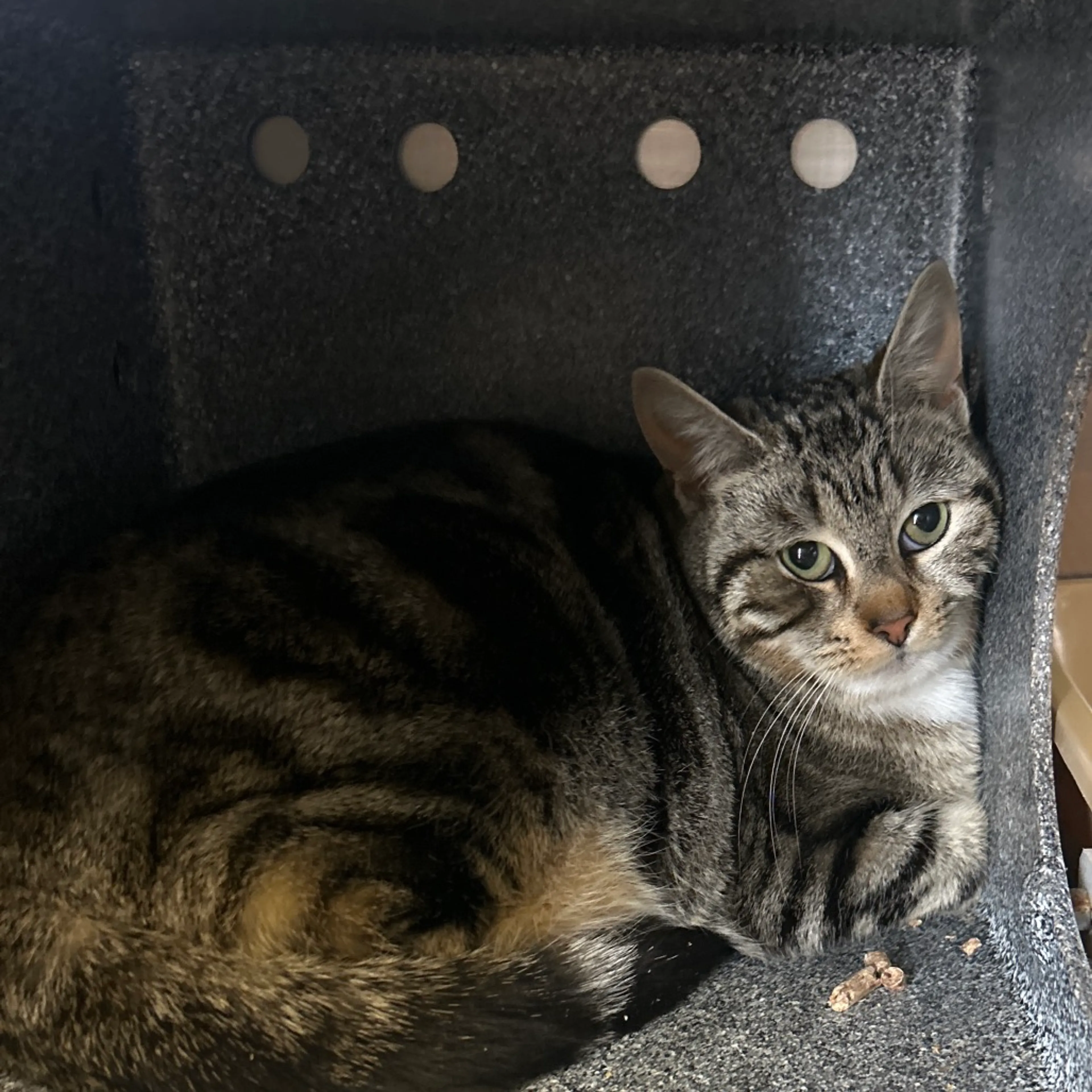Found pet