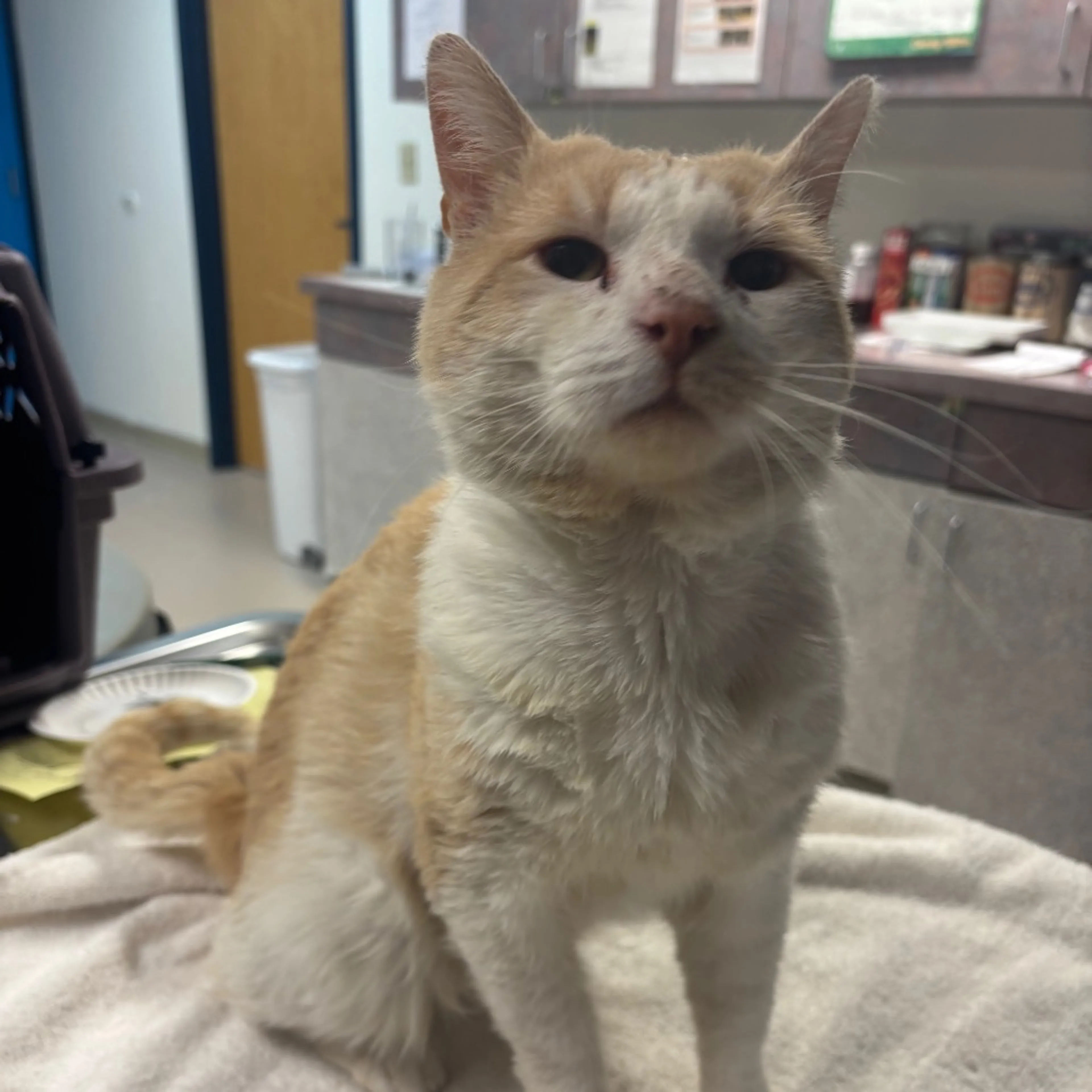 Found pet