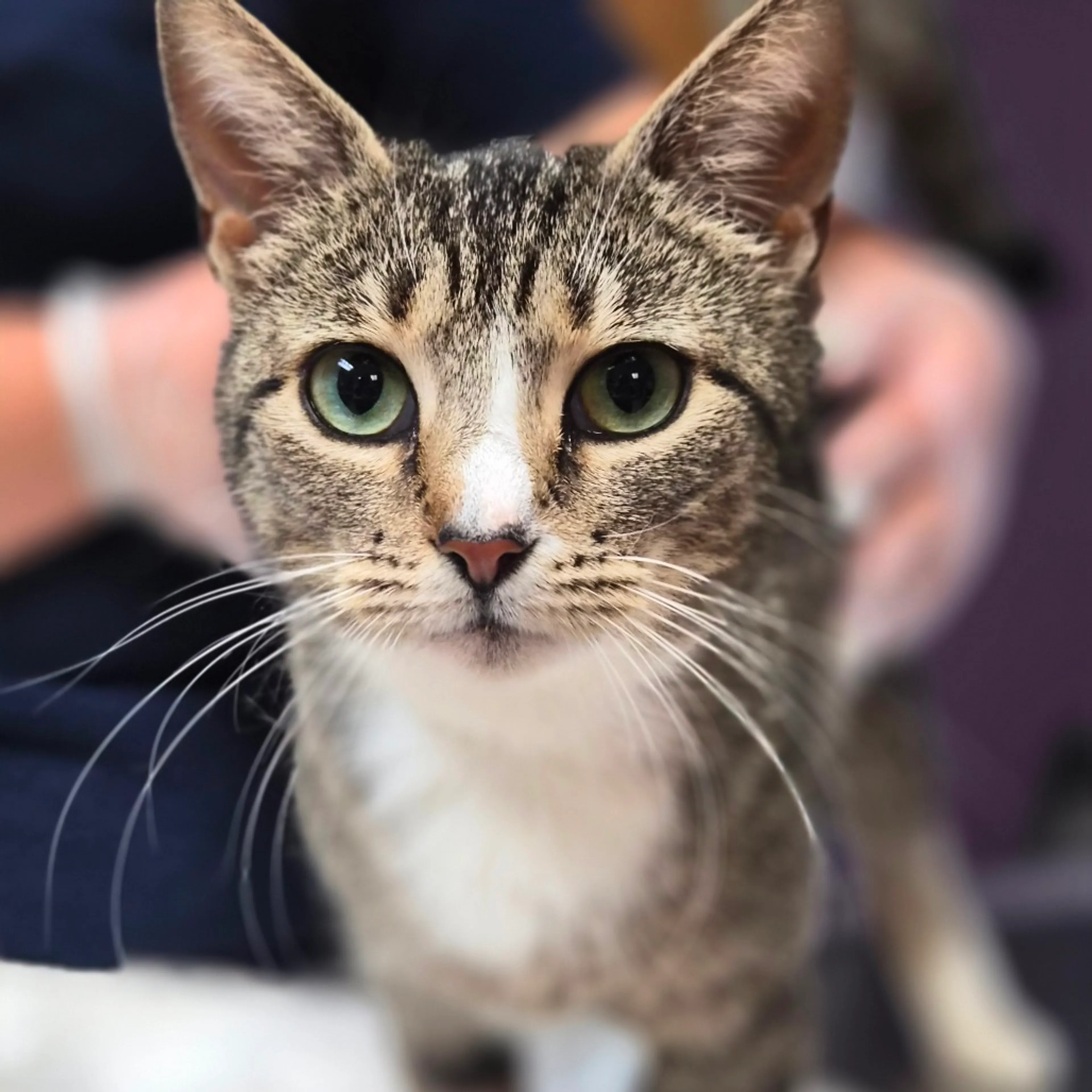 Found pet