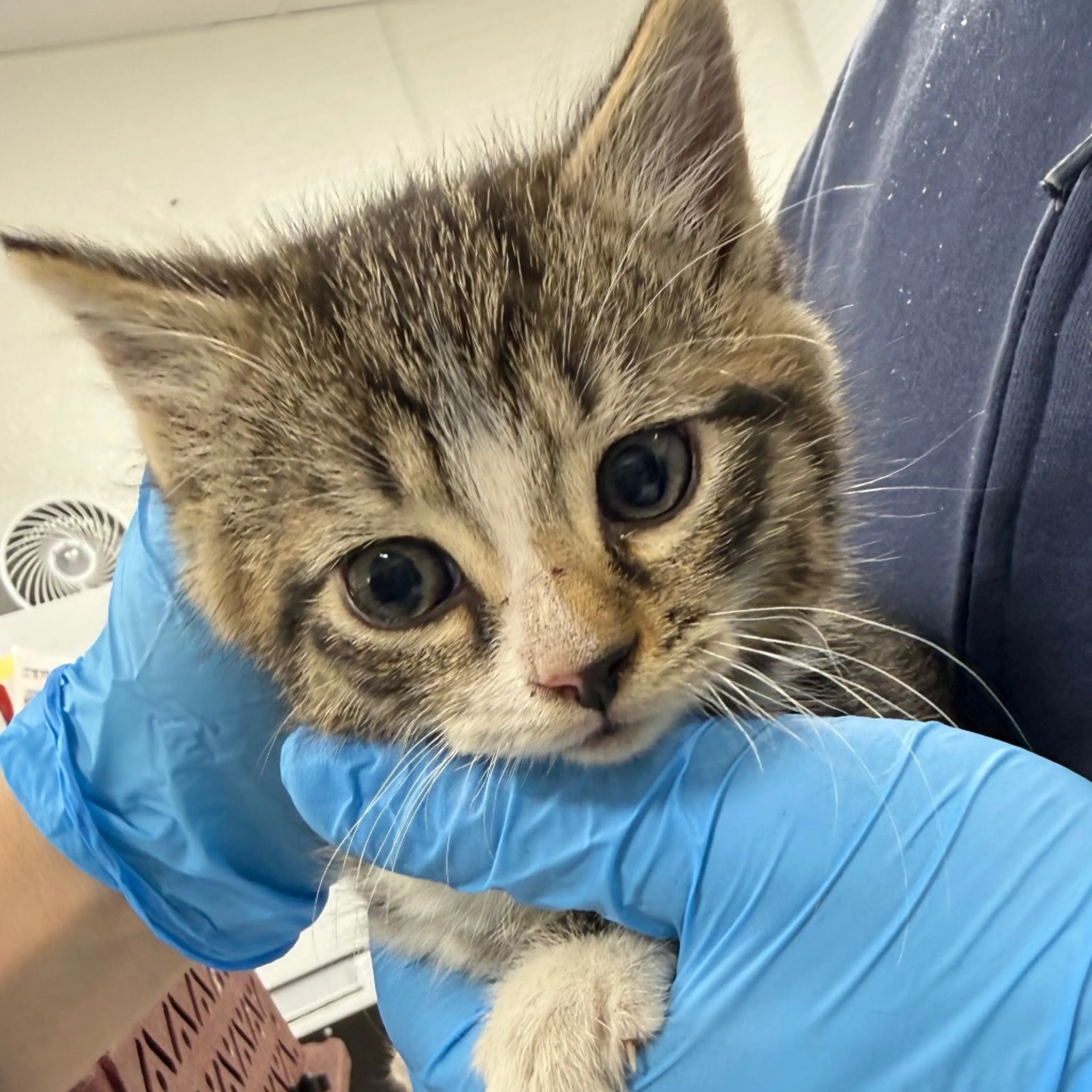 Found pet