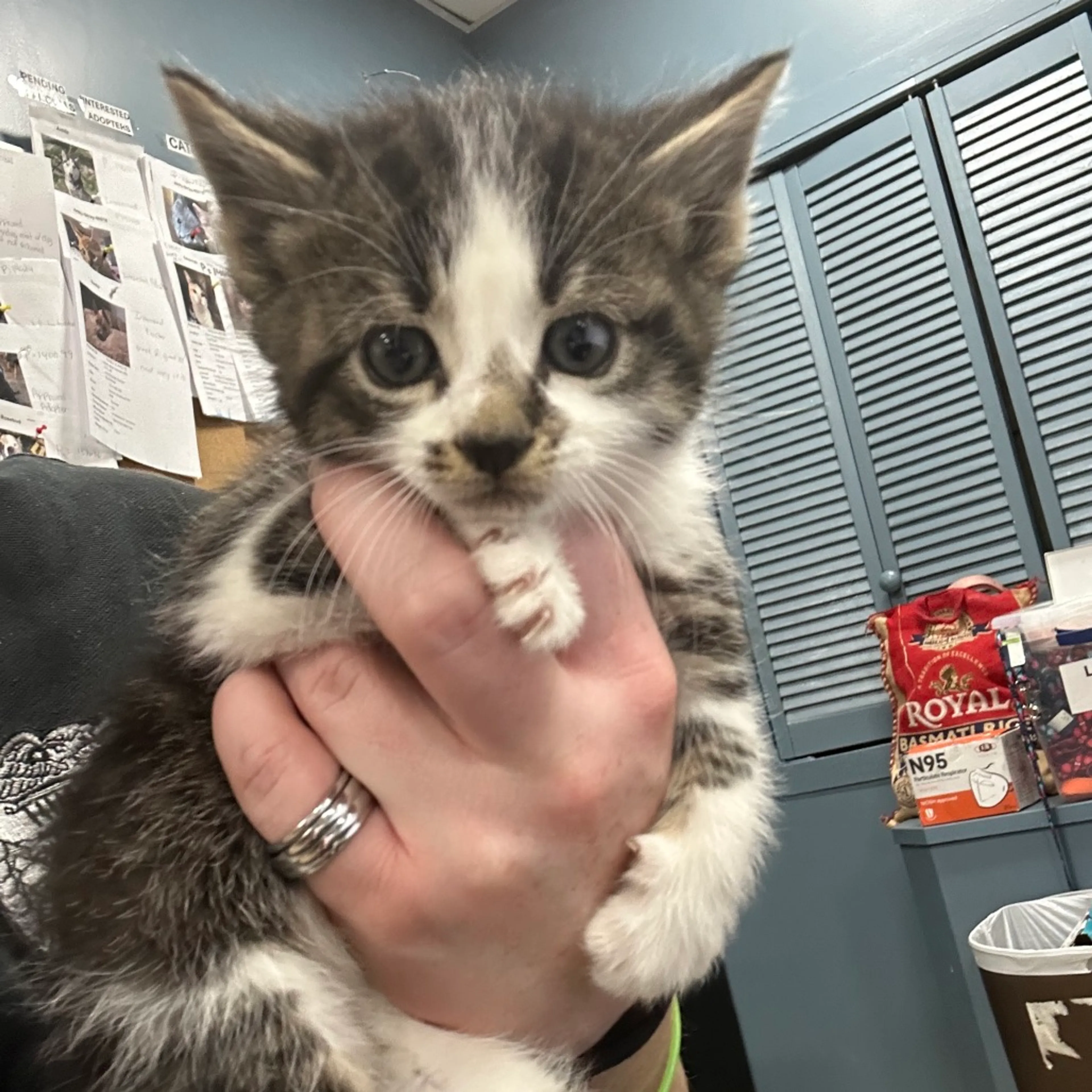 Found pet