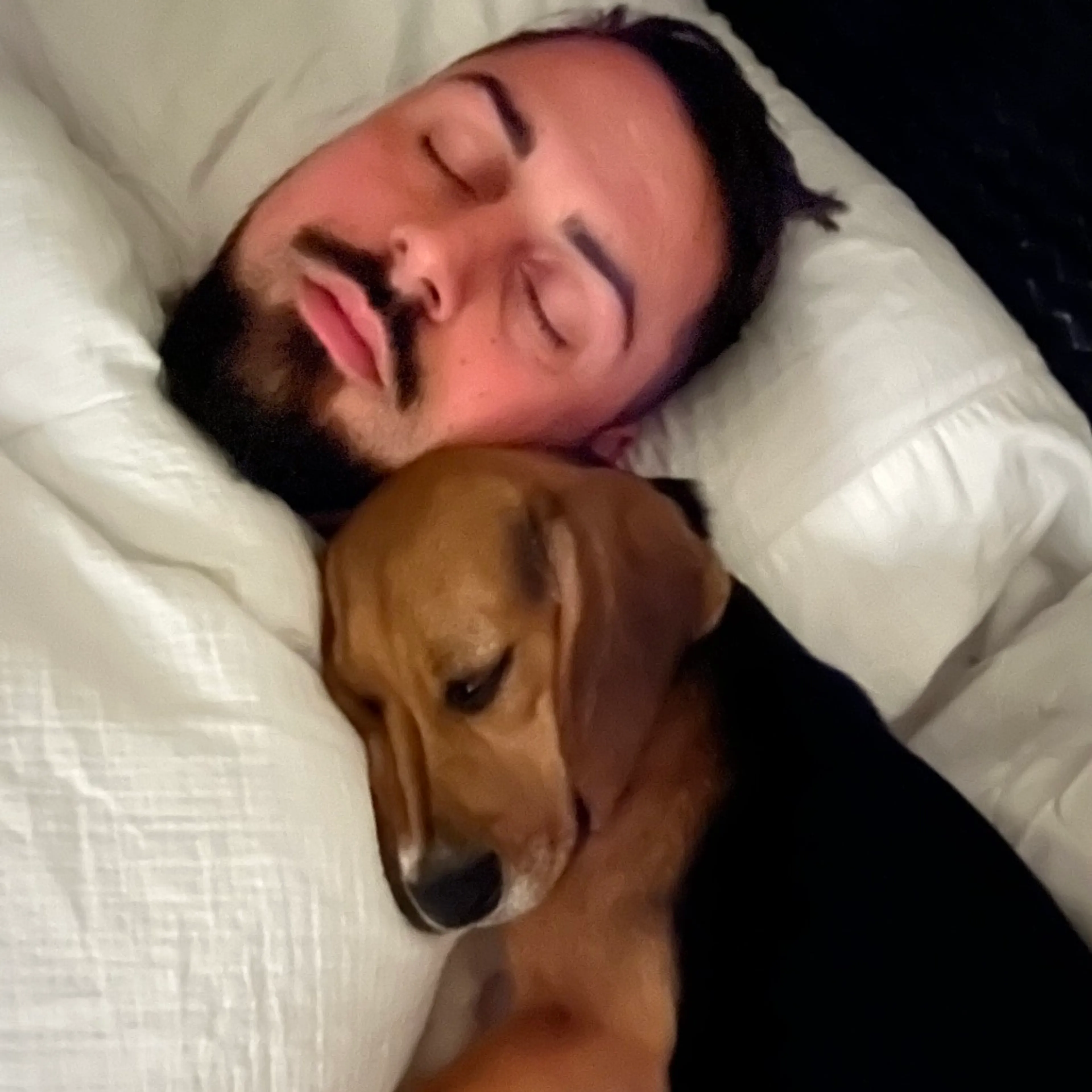 Found pet-0