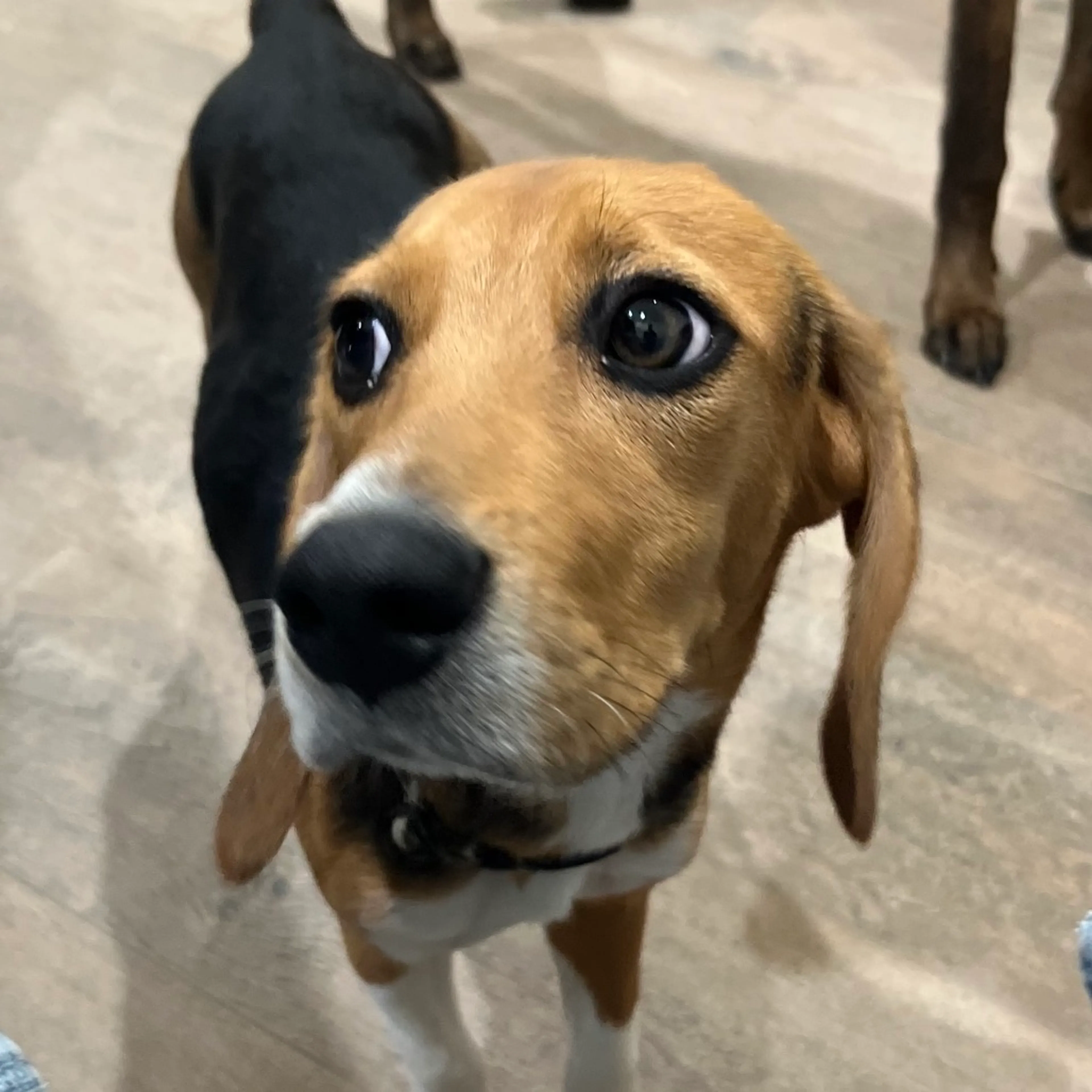 Found pet-1