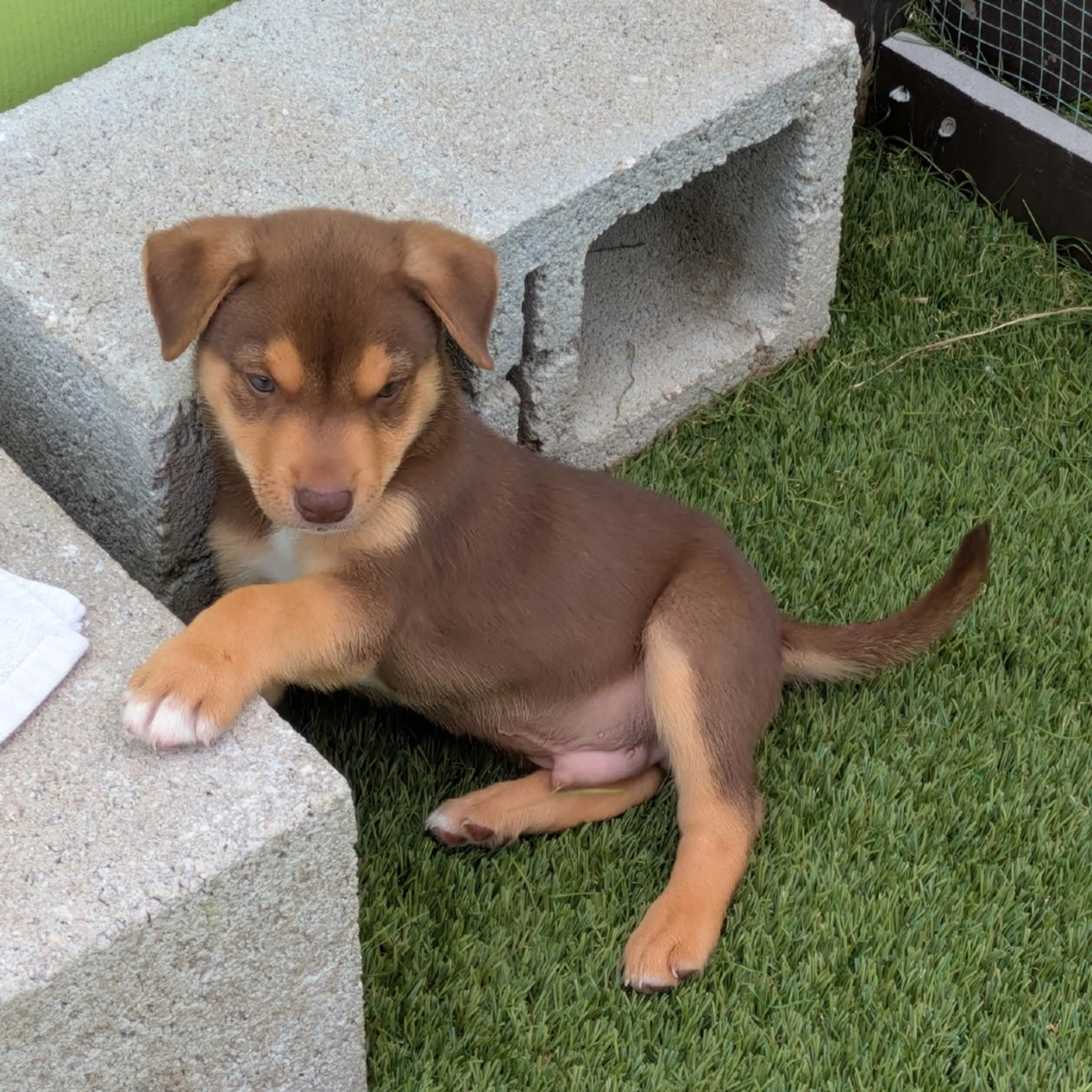 Found pet