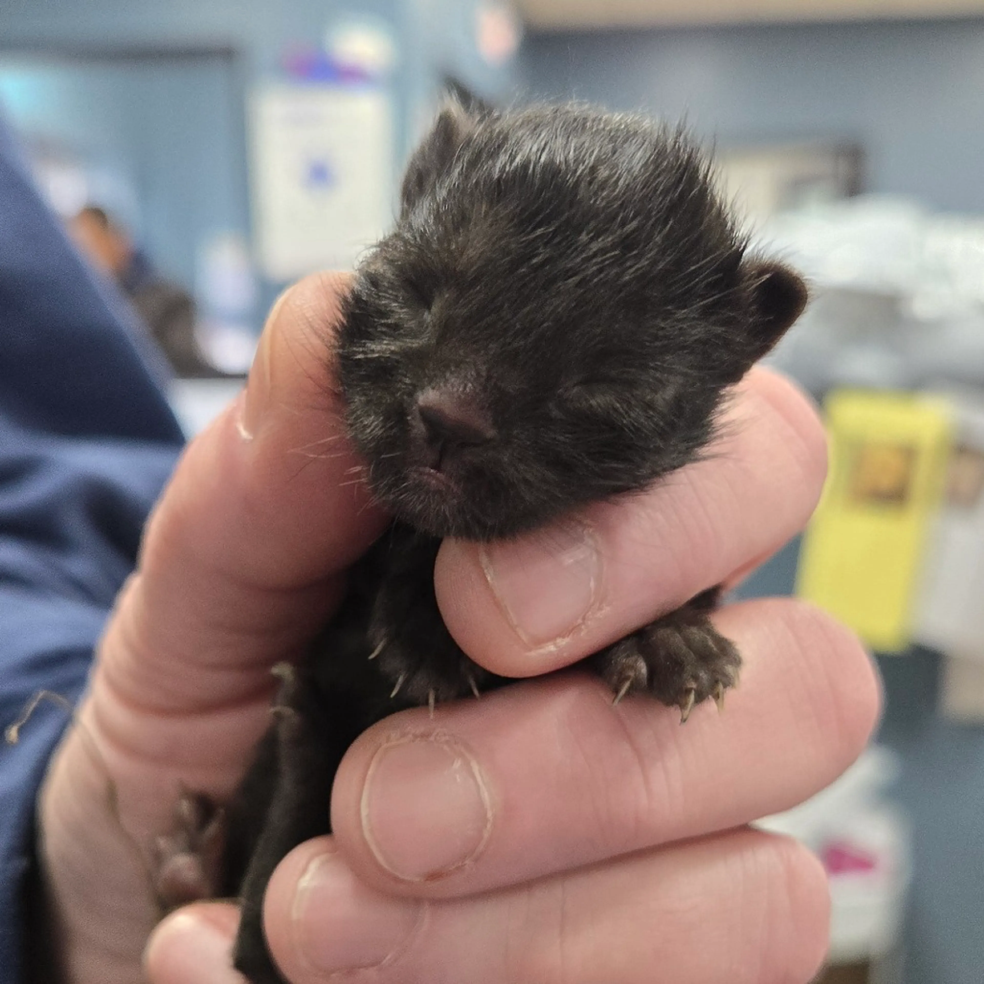 Found pet-1
