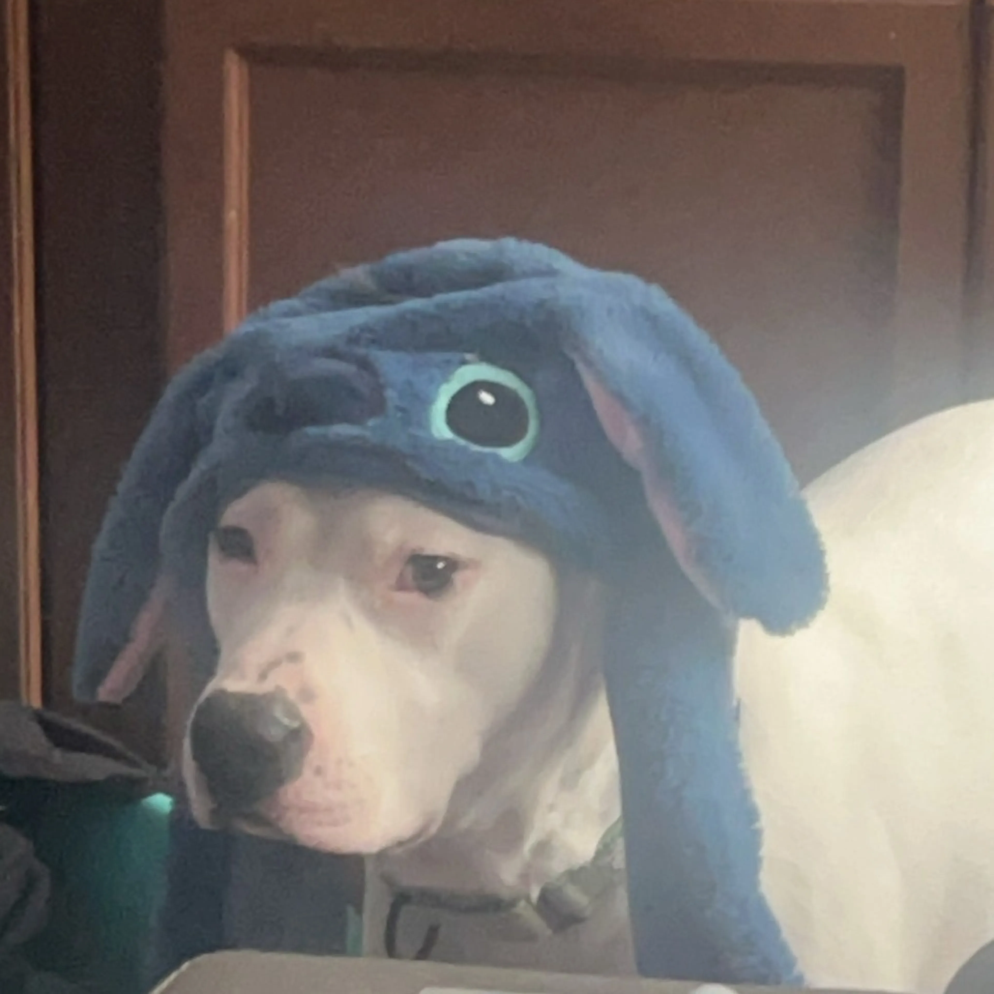Found pet-2