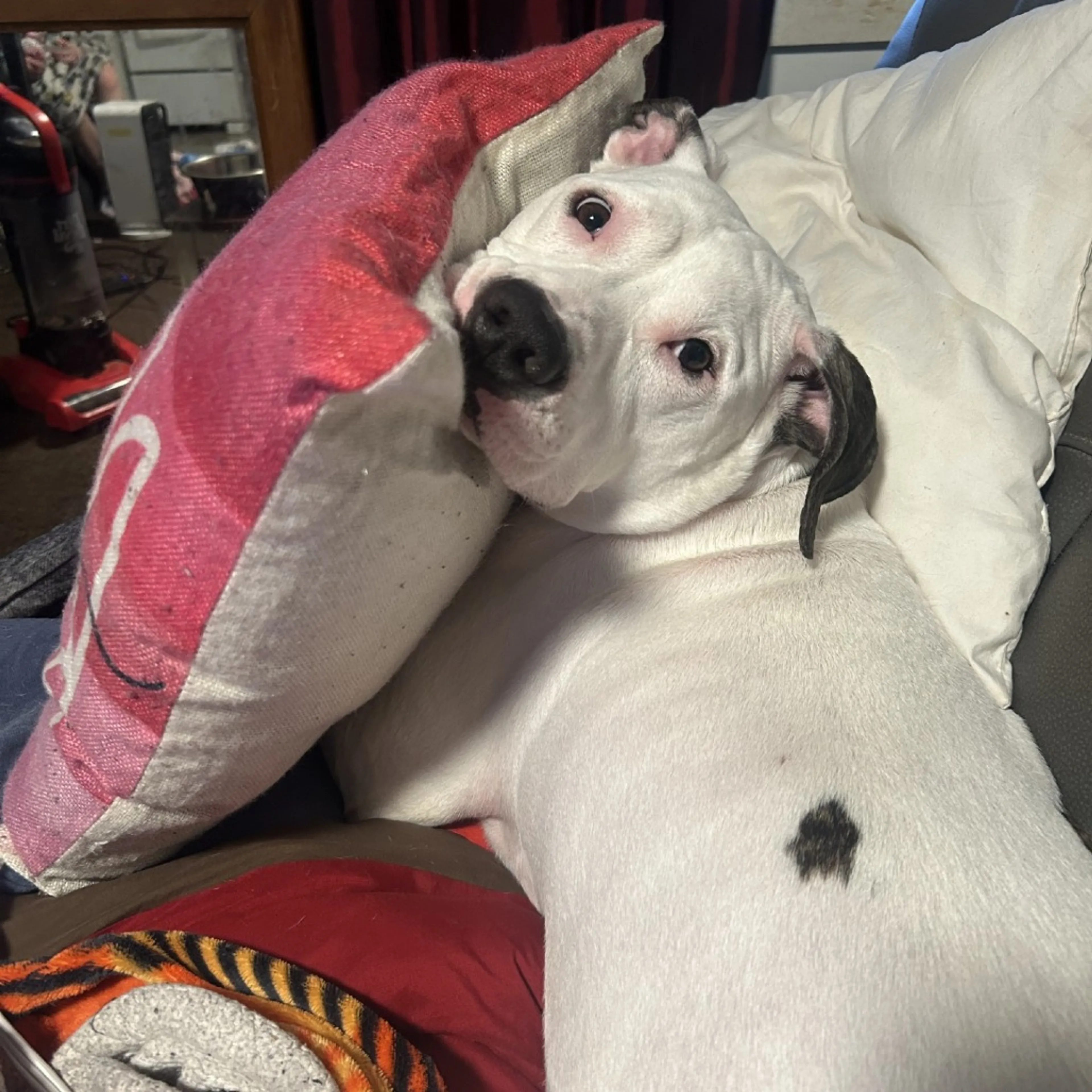 Found pet-3