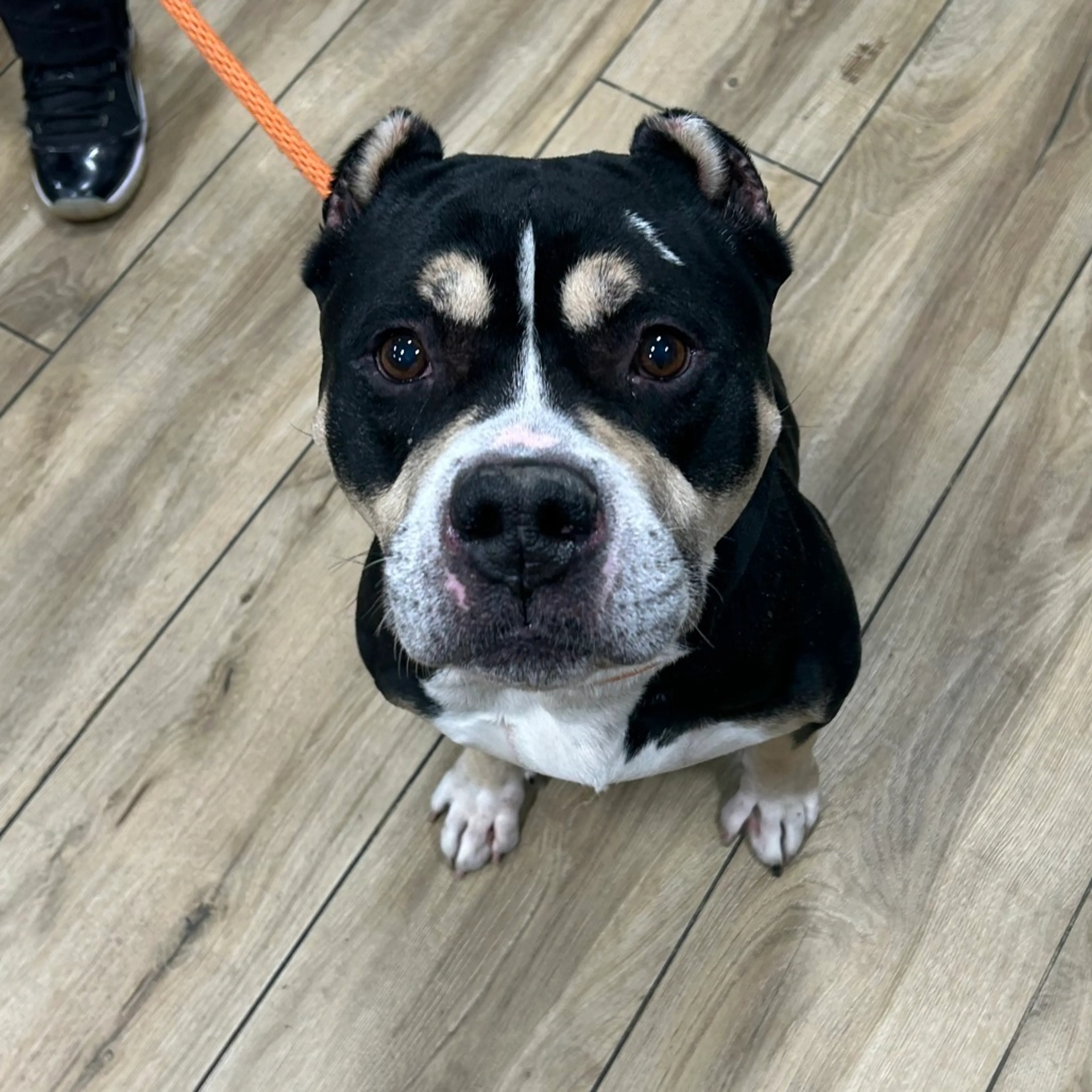 Found pet-1