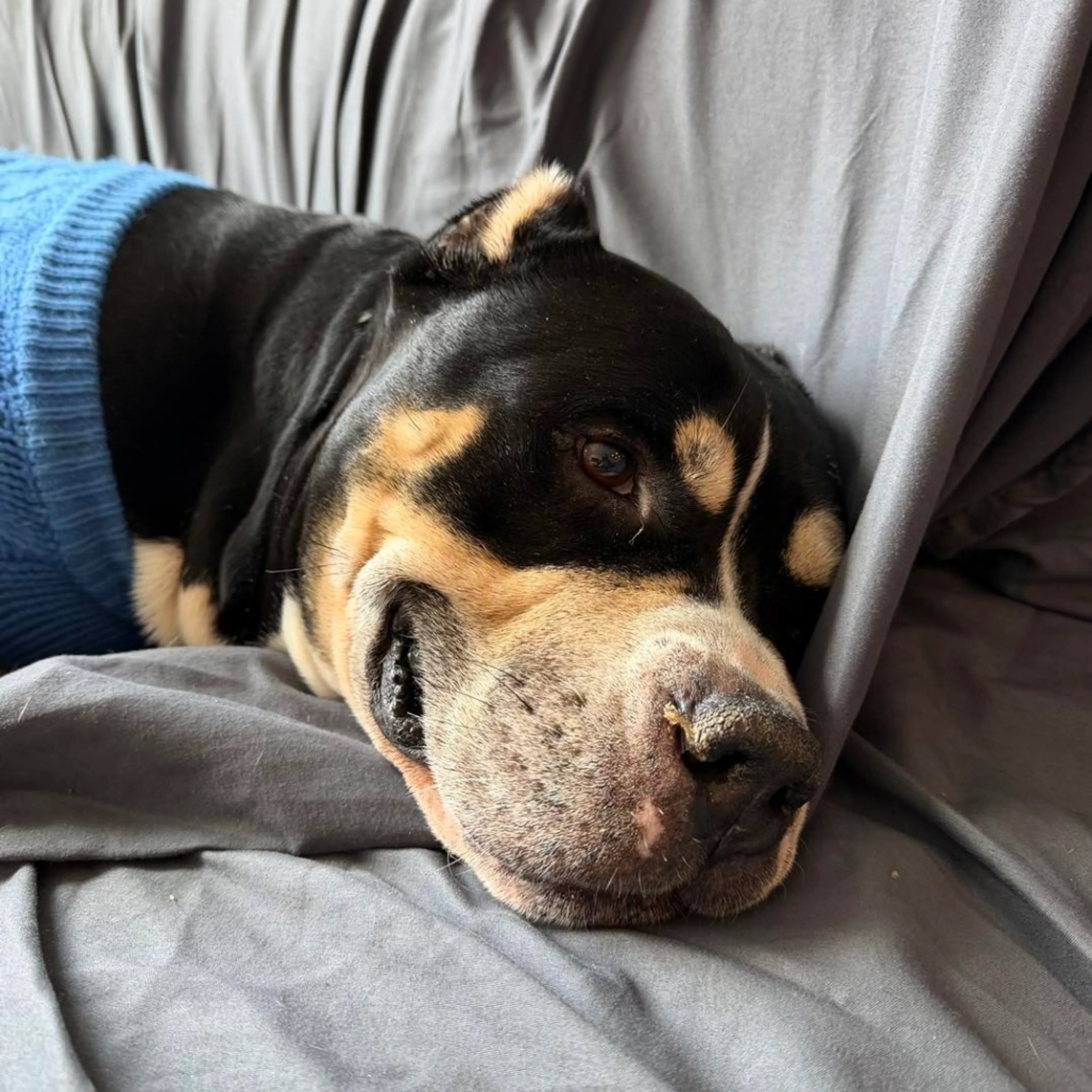 Found pet-3
