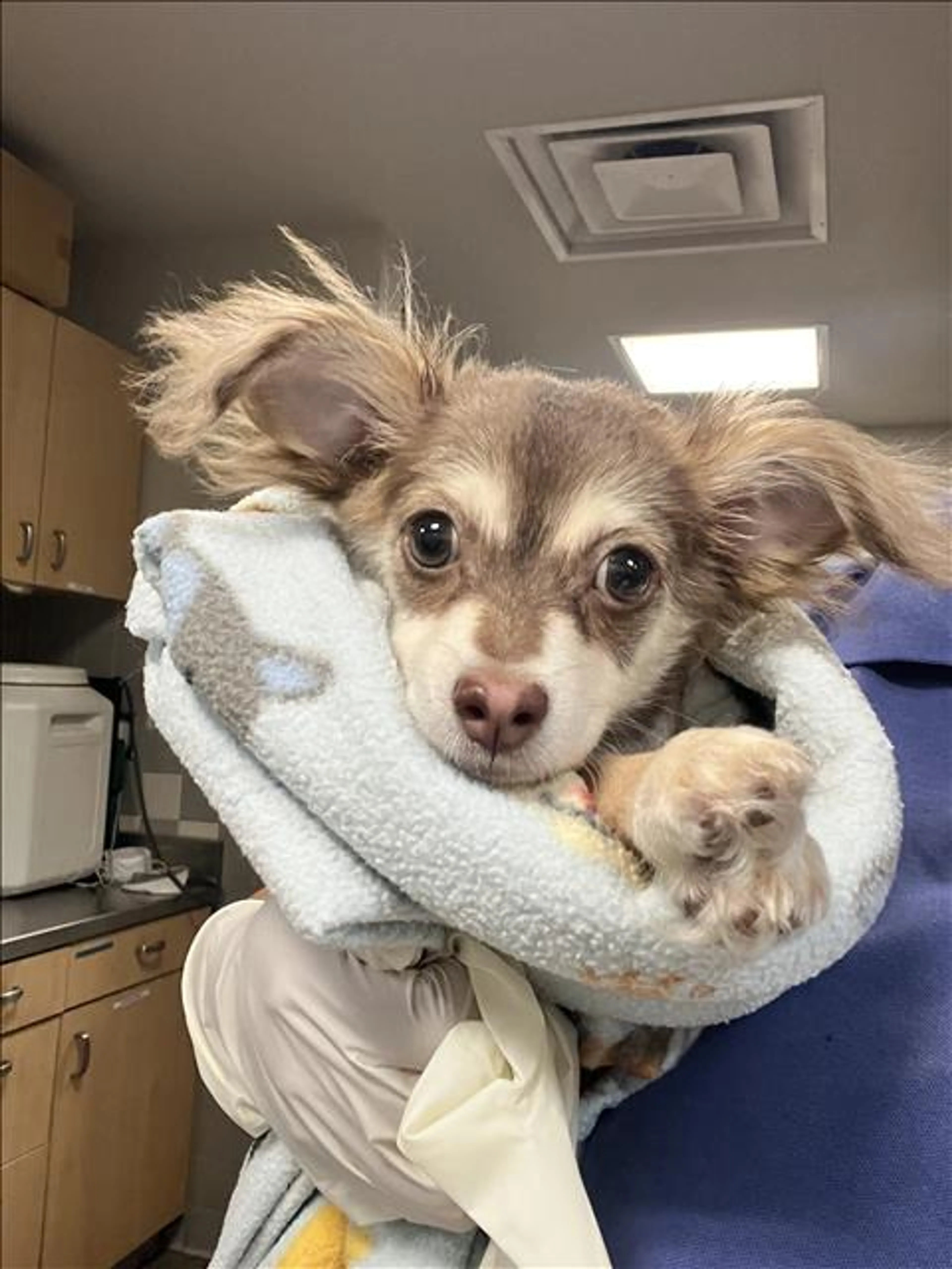 Found pet