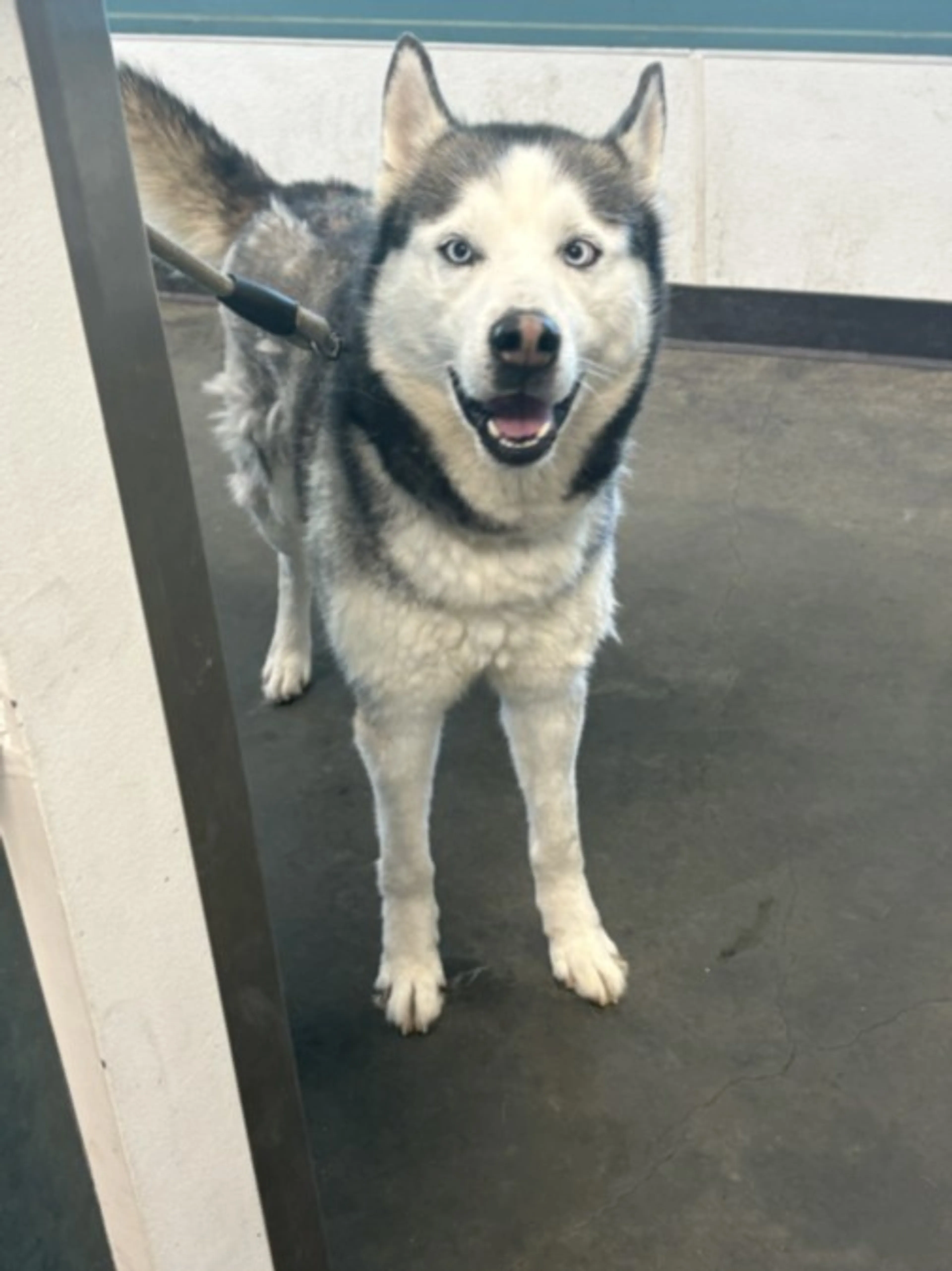 Found pet