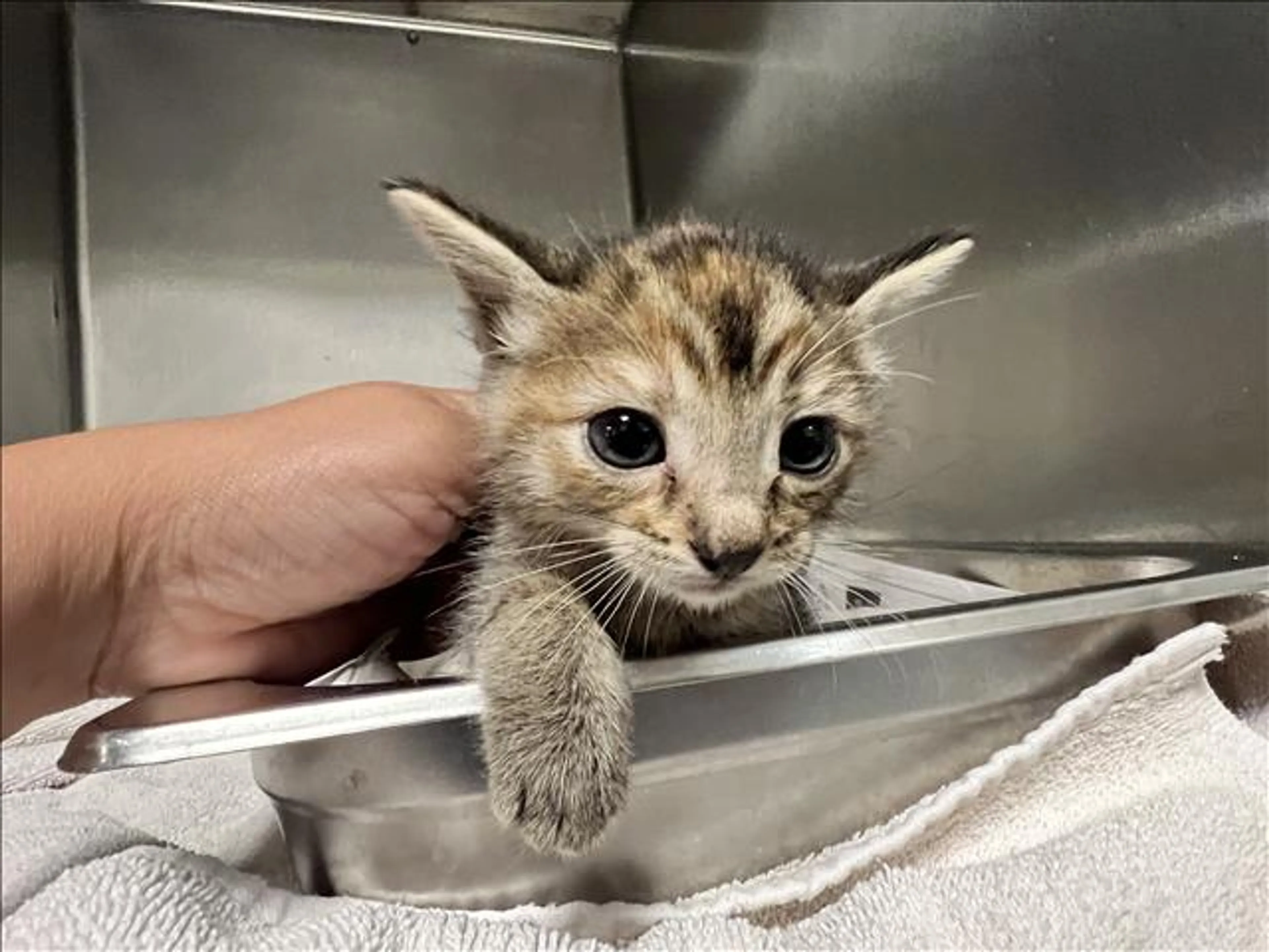 Found pet