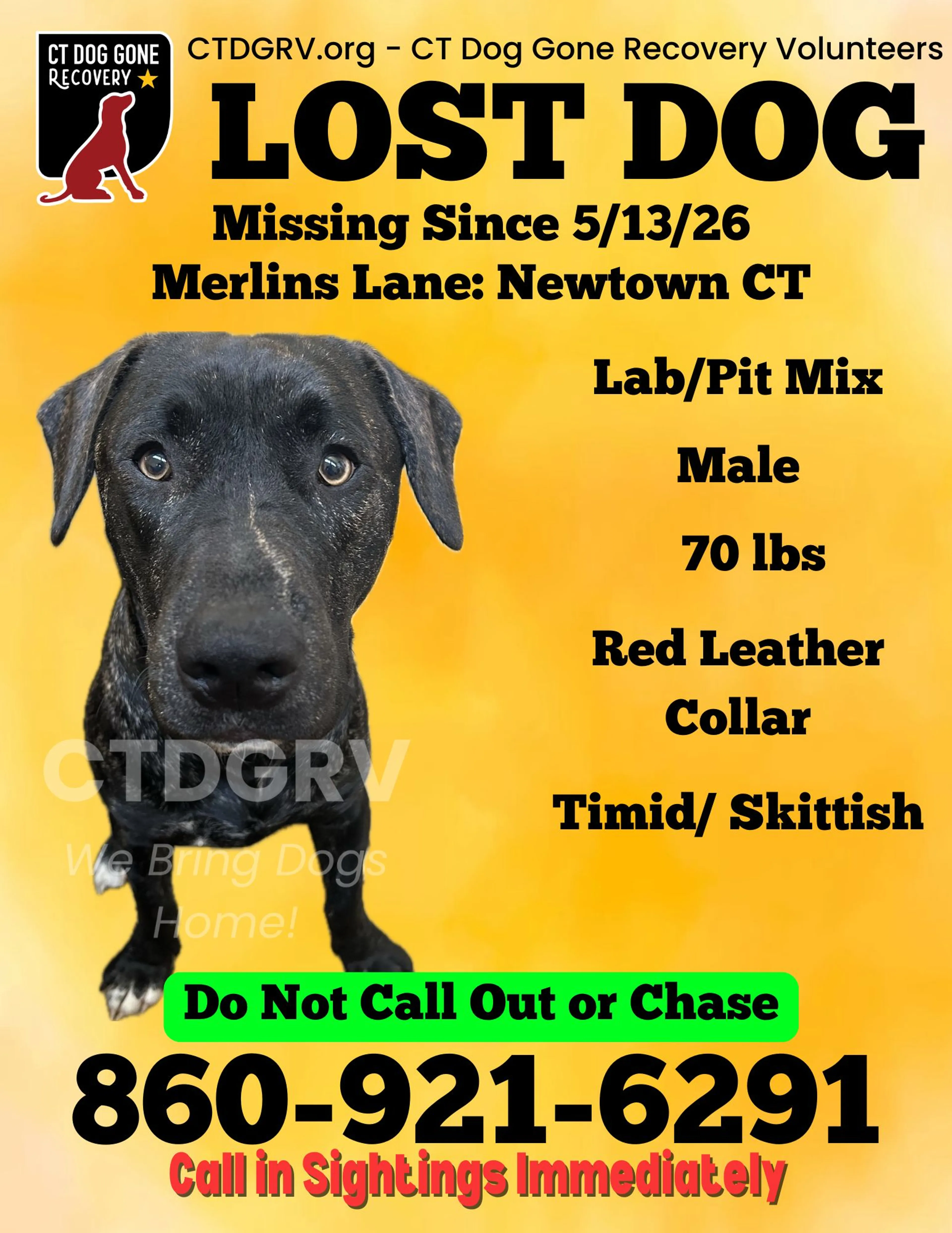 Lost pet